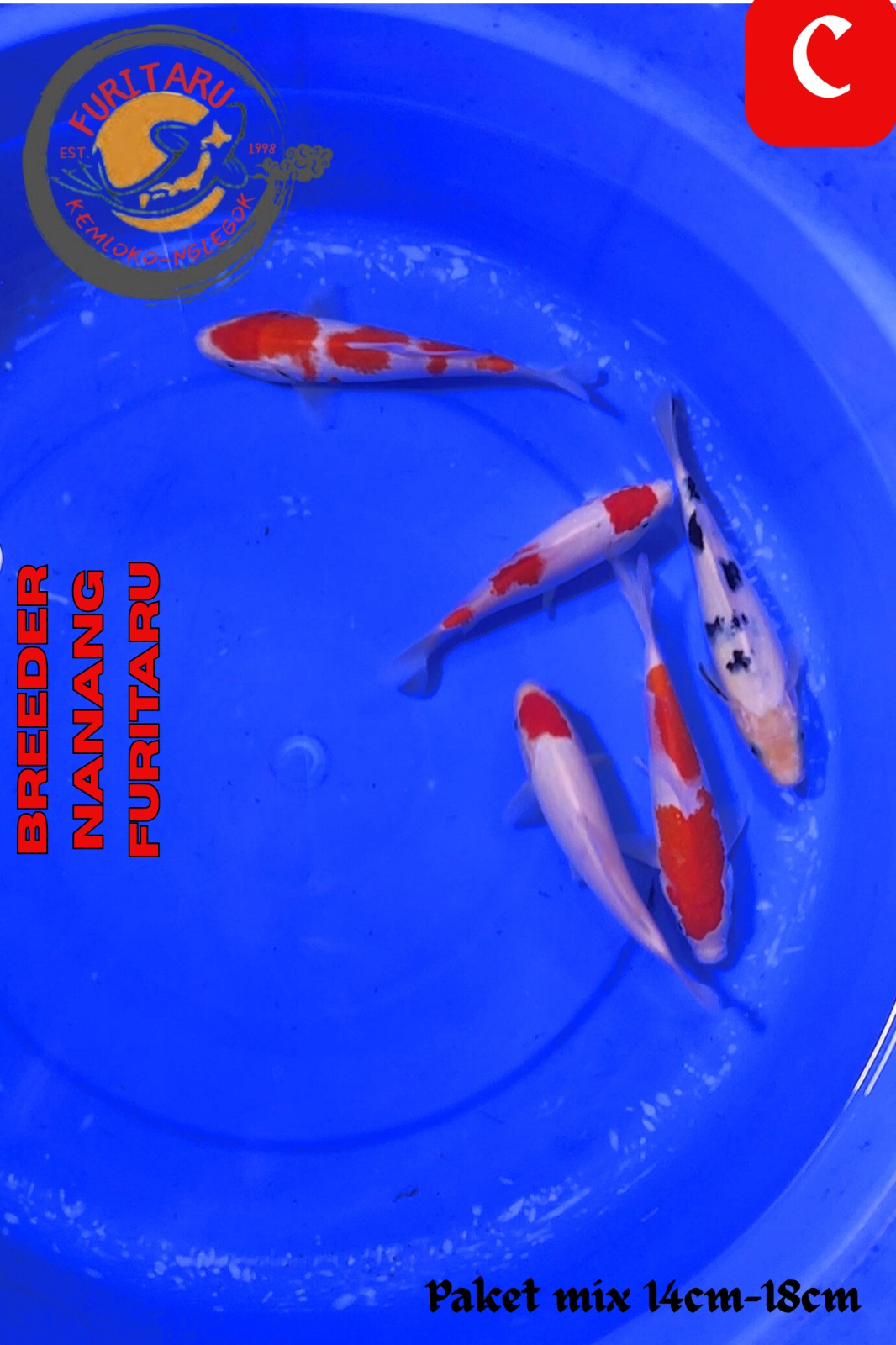 Lelang Koi Online, Jual Beli Ikan Koi, Pusat Jual Beli Koi, Info Lelang Koi Hari Ini, Platform Jual Beli Koi, Jual Beli Ikan Koi Online, Marketplace Ikan Koi, Jual Koi Terbaik, Tempat Beli Koi Berkualitas, Pasar Ikan Koi Online Terpercaya, Penjual Ikan Koi Terpercaya, Beli Koi Hias Online, Ikan Koi untuk Dijual, Koi Kualitas Terbaik, Toko Online Ikan Koi, Koi Hias Untuk Dijual, Jual Beli Ikan Koi Lokal, Koi Indonesia Online, Pusat Jual Beli Koi Terbesar