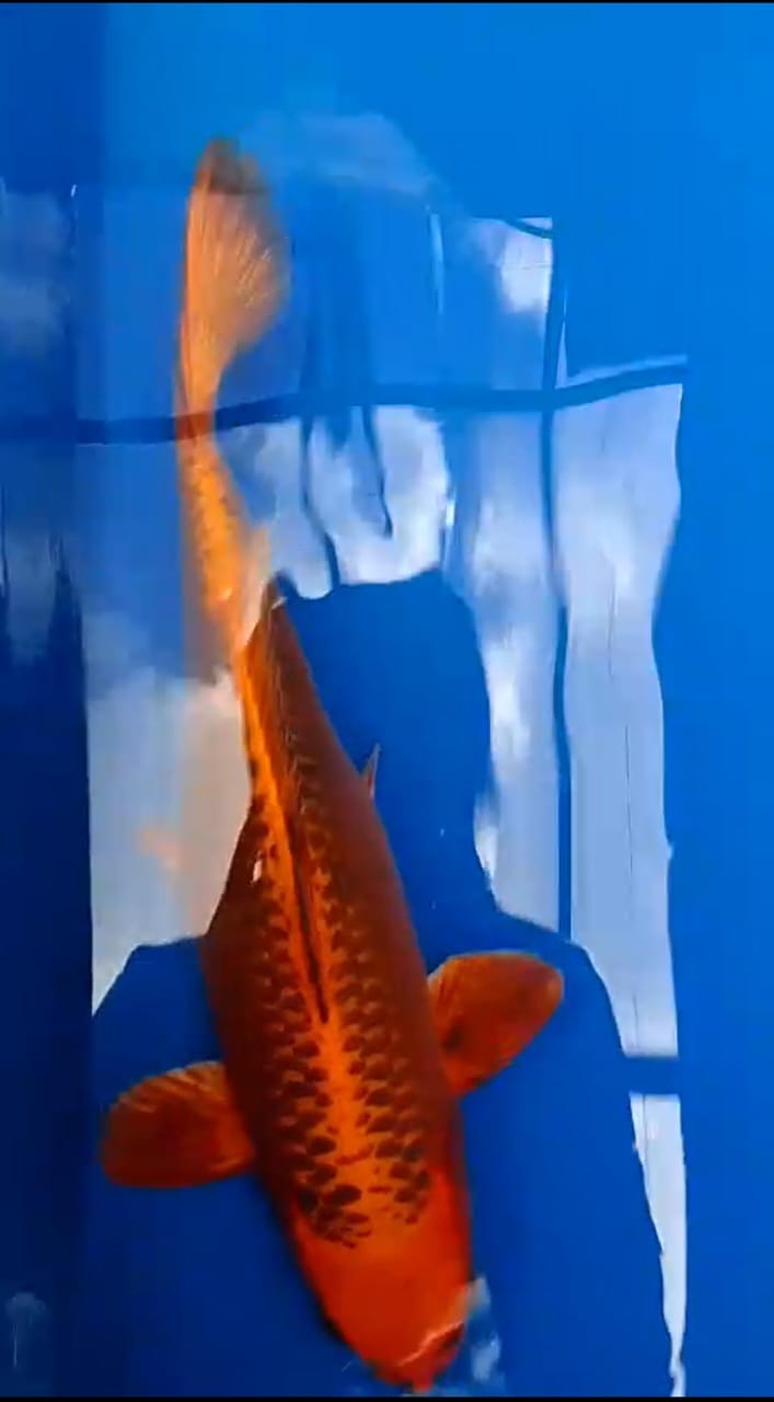 Lelang Koi Online, Jual Beli Ikan Koi, Pusat Jual Beli Koi, Info Lelang Koi Hari Ini, Platform Jual Beli Koi, Jual Beli Ikan Koi Online, Marketplace Ikan Koi, Jual Koi Terbaik, Tempat Beli Koi Berkualitas, Pasar Ikan Koi Online Terpercaya, Penjual Ikan Koi Terpercaya, Beli Koi Hias Online, Ikan Koi untuk Dijual, Koi Kualitas Terbaik, Toko Online Ikan Koi, Koi Hias Untuk Dijual, Jual Beli Ikan Koi Lokal, Koi Indonesia Online, Pusat Jual Beli Koi Terbesar