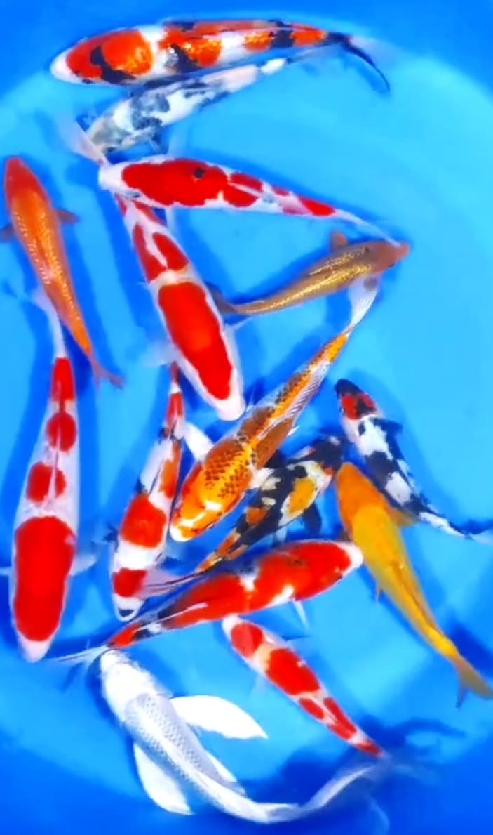 Lelang Koi Online, Jual Beli Ikan Koi, Pusat Jual Beli Koi, Info Lelang Koi Hari Ini, Platform Jual Beli Koi, Jual Beli Ikan Koi Online, Marketplace Ikan Koi, Jual Koi Terbaik, Tempat Beli Koi Berkualitas, Pasar Ikan Koi Online Terpercaya, Penjual Ikan Koi Terpercaya, Beli Koi Hias Online, Ikan Koi untuk Dijual, Koi Kualitas Terbaik, Toko Online Ikan Koi, Koi Hias Untuk Dijual, Jual Beli Ikan Koi Lokal, Koi Indonesia Online, Pusat Jual Beli Koi Terbesar