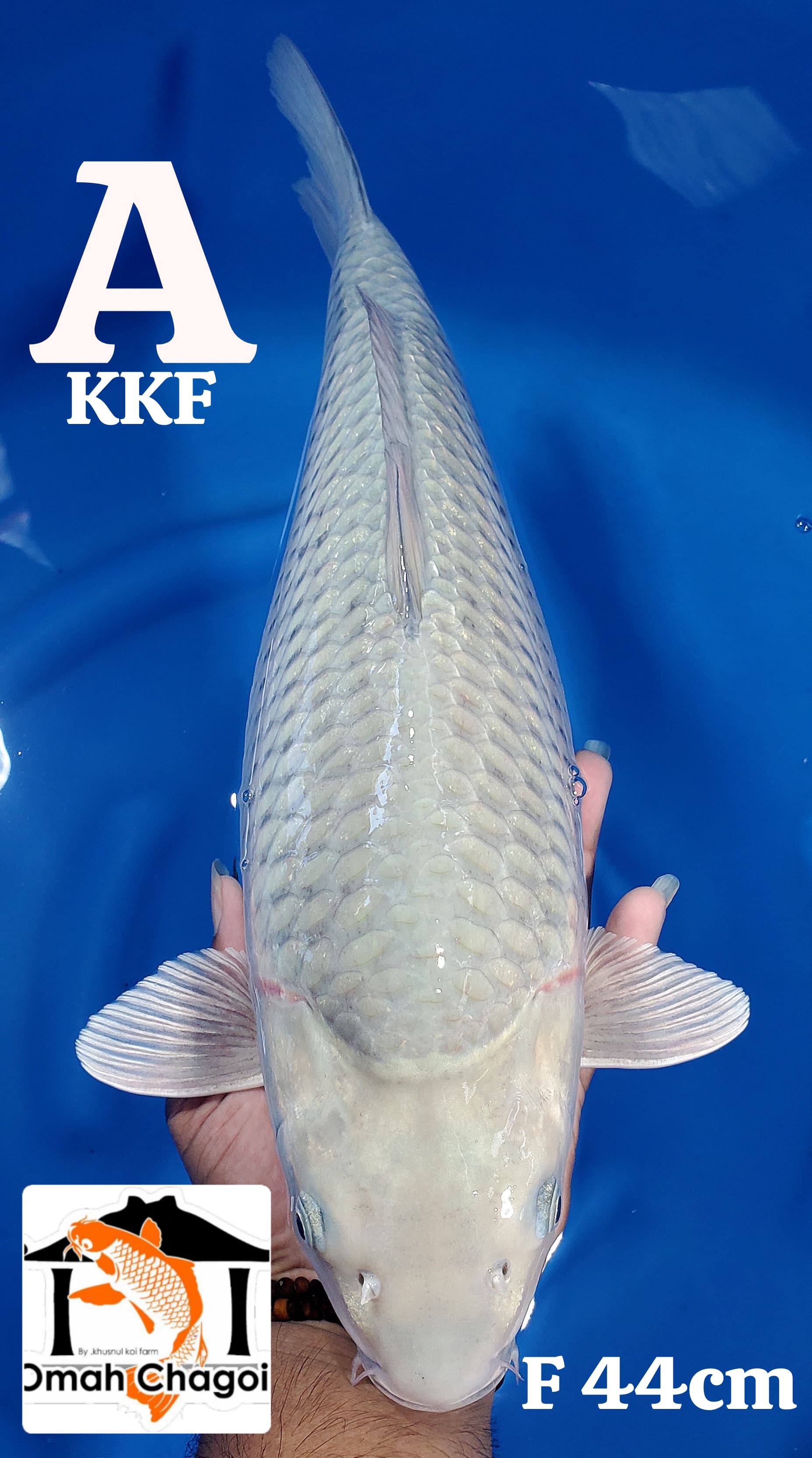 Lelang Koi Online, Jual Beli Ikan Koi, Pusat Jual Beli Koi, Info Lelang Koi Hari Ini, Platform Jual Beli Koi, Jual Beli Ikan Koi Online, Marketplace Ikan Koi, Jual Koi Terbaik, Tempat Beli Koi Berkualitas, Pasar Ikan Koi Online Terpercaya, Penjual Ikan Koi Terpercaya, Beli Koi Hias Online, Ikan Koi untuk Dijual, Koi Kualitas Terbaik, Toko Online Ikan Koi, Koi Hias Untuk Dijual, Jual Beli Ikan Koi Lokal, Koi Indonesia Online, Pusat Jual Beli Koi Terbesar