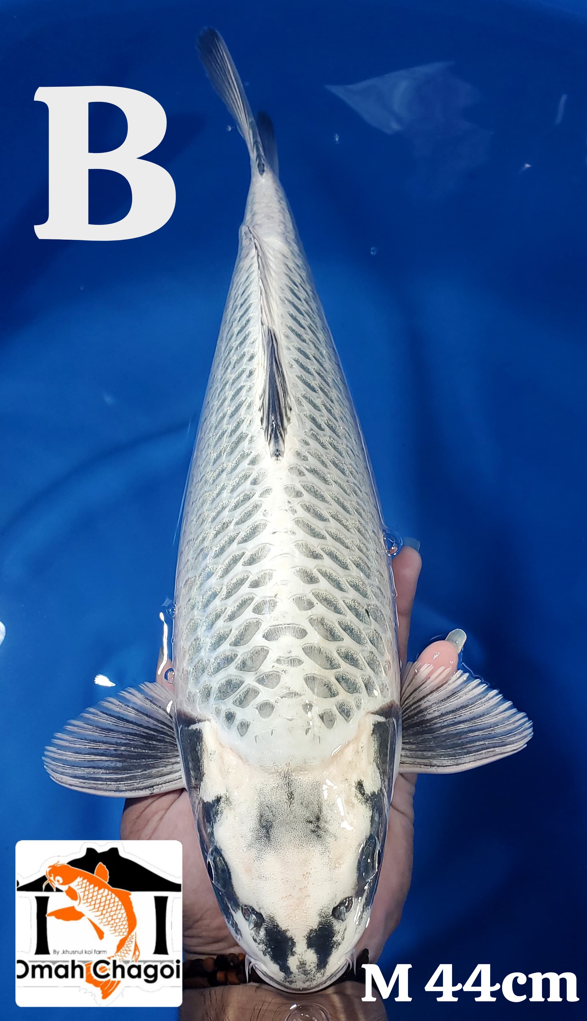 Lelang Koi Online, Jual Beli Ikan Koi, Pusat Jual Beli Koi, Info Lelang Koi Hari Ini, Platform Jual Beli Koi, Jual Beli Ikan Koi Online, Marketplace Ikan Koi, Jual Koi Terbaik, Tempat Beli Koi Berkualitas, Pasar Ikan Koi Online Terpercaya, Penjual Ikan Koi Terpercaya, Beli Koi Hias Online, Ikan Koi untuk Dijual, Koi Kualitas Terbaik, Toko Online Ikan Koi, Koi Hias Untuk Dijual, Jual Beli Ikan Koi Lokal, Koi Indonesia Online, Pusat Jual Beli Koi Terbesar