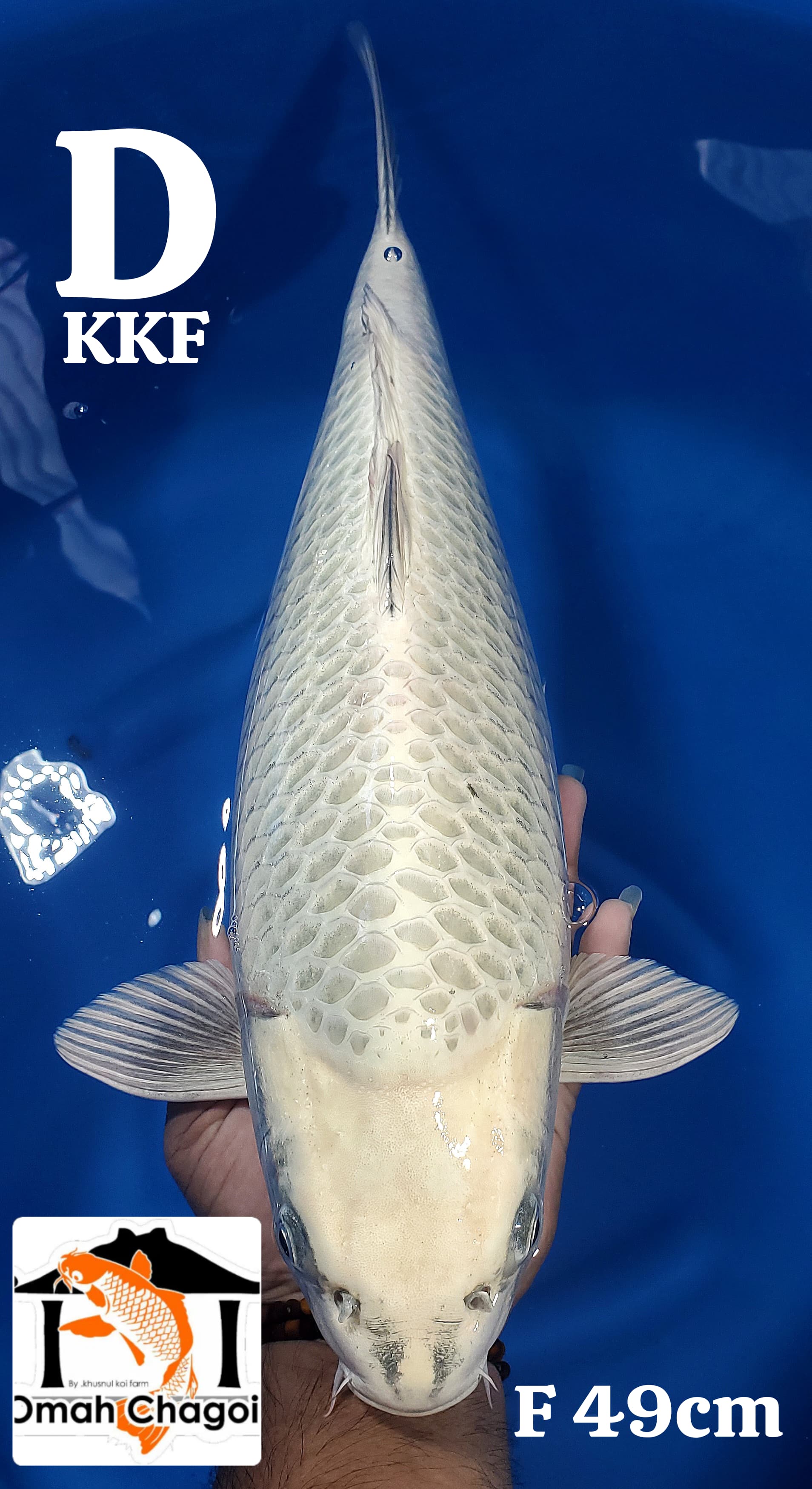 Lelang Koi Online, Jual Beli Ikan Koi, Pusat Jual Beli Koi, Info Lelang Koi Hari Ini, Platform Jual Beli Koi, Jual Beli Ikan Koi Online, Marketplace Ikan Koi, Jual Koi Terbaik, Tempat Beli Koi Berkualitas, Pasar Ikan Koi Online Terpercaya, Penjual Ikan Koi Terpercaya, Beli Koi Hias Online, Ikan Koi untuk Dijual, Koi Kualitas Terbaik, Toko Online Ikan Koi, Koi Hias Untuk Dijual, Jual Beli Ikan Koi Lokal, Koi Indonesia Online, Pusat Jual Beli Koi Terbesar