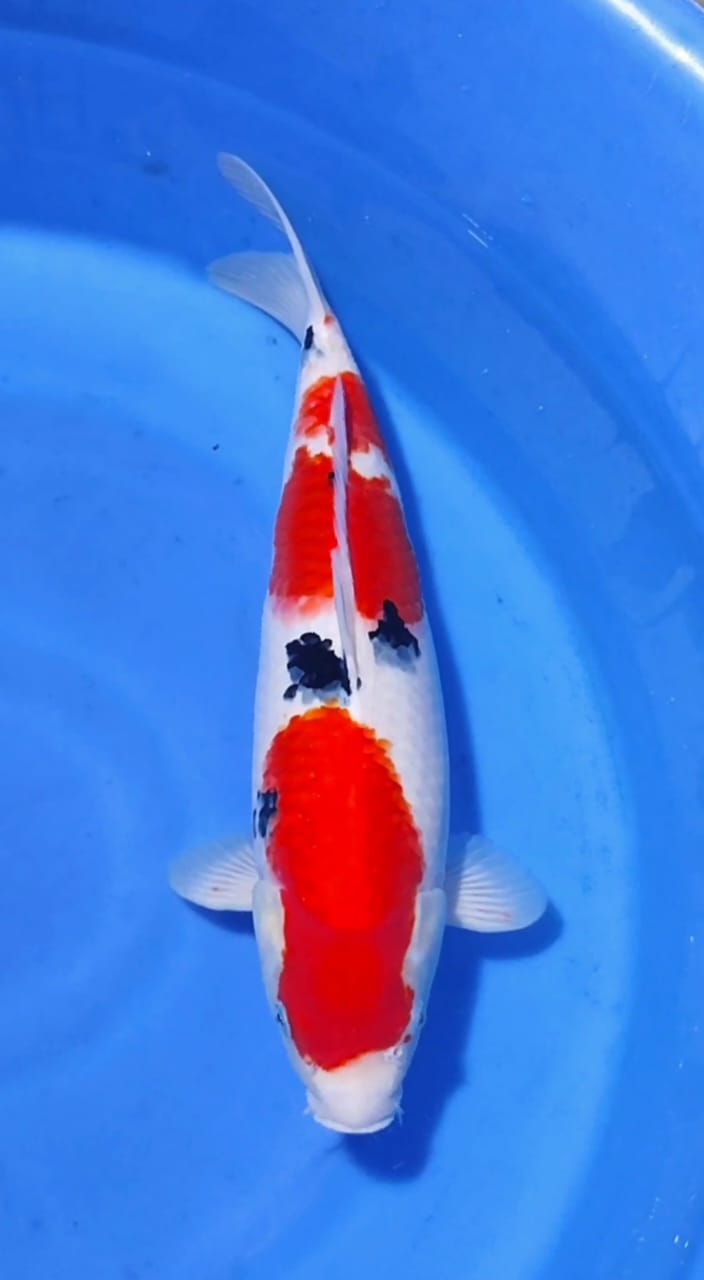 Lelang Koi Online, Jual Beli Ikan Koi, Pusat Jual Beli Koi, Info Lelang Koi Hari Ini, Platform Jual Beli Koi, Jual Beli Ikan Koi Online, Marketplace Ikan Koi, Jual Koi Terbaik, Tempat Beli Koi Berkualitas, Pasar Ikan Koi Online Terpercaya, Penjual Ikan Koi Terpercaya, Beli Koi Hias Online, Ikan Koi untuk Dijual, Koi Kualitas Terbaik, Toko Online Ikan Koi, Koi Hias Untuk Dijual, Jual Beli Ikan Koi Lokal, Koi Indonesia Online, Pusat Jual Beli Koi Terbesar