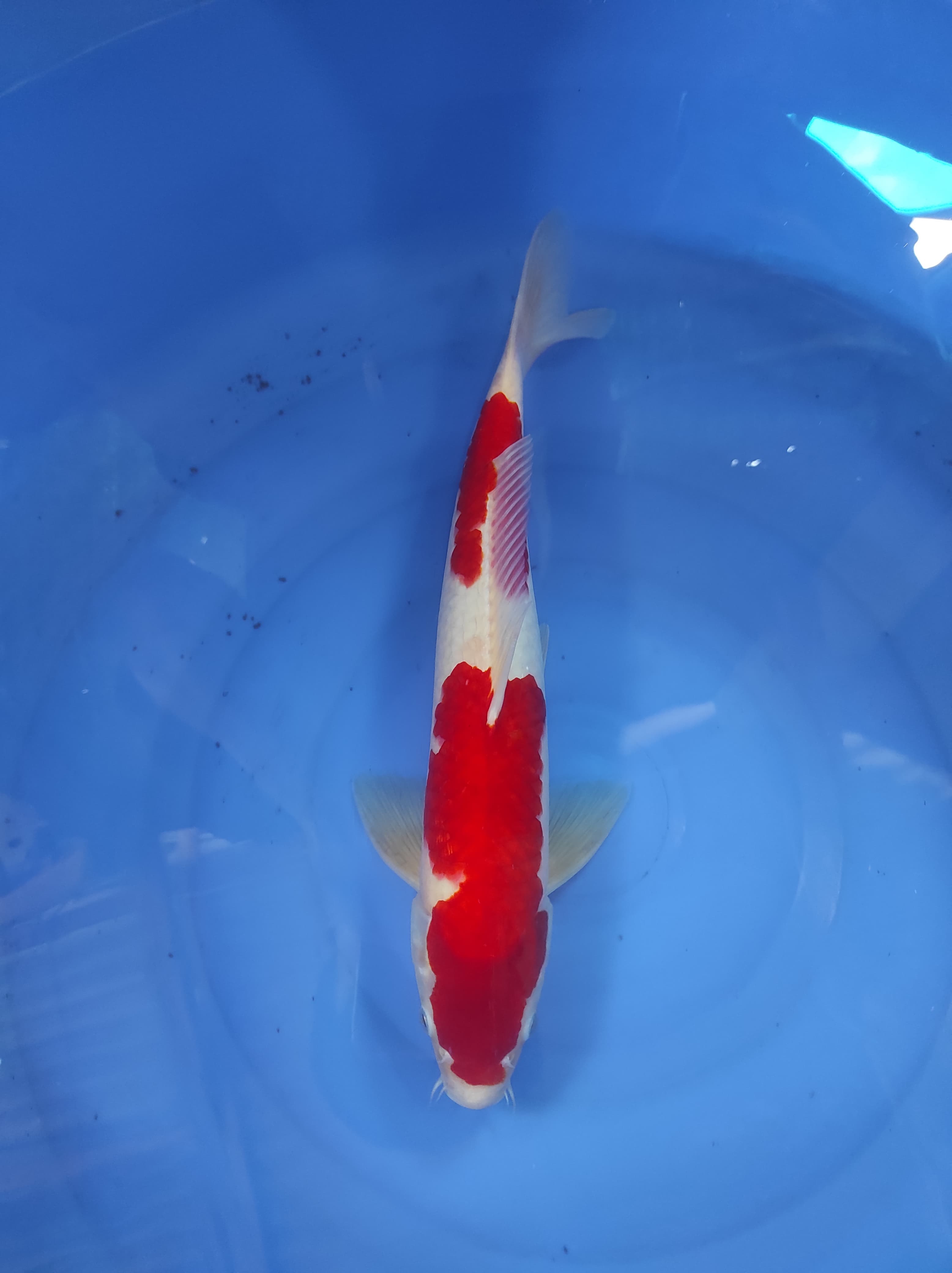 Lelang Koi Online, Jual Beli Ikan Koi, Pusat Jual Beli Koi, Info Lelang Koi Hari Ini, Platform Jual Beli Koi, Jual Beli Ikan Koi Online, Marketplace Ikan Koi, Jual Koi Terbaik, Tempat Beli Koi Berkualitas, Pasar Ikan Koi Online Terpercaya, Penjual Ikan Koi Terpercaya, Beli Koi Hias Online, Ikan Koi untuk Dijual, Koi Kualitas Terbaik, Toko Online Ikan Koi, Koi Hias Untuk Dijual, Jual Beli Ikan Koi Lokal, Koi Indonesia Online, Pusat Jual Beli Koi Terbesar