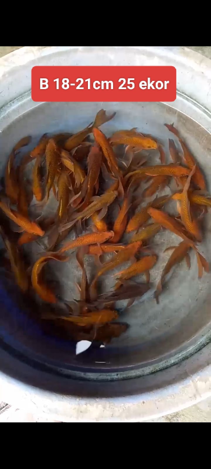 Lelang Koi Online, Jual Beli Ikan Koi, Pusat Jual Beli Koi, Info Lelang Koi Hari Ini, Platform Jual Beli Koi, Jual Beli Ikan Koi Online, Marketplace Ikan Koi, Jual Koi Terbaik, Tempat Beli Koi Berkualitas, Pasar Ikan Koi Online Terpercaya, Penjual Ikan Koi Terpercaya, Beli Koi Hias Online, Ikan Koi untuk Dijual, Koi Kualitas Terbaik, Toko Online Ikan Koi, Koi Hias Untuk Dijual, Jual Beli Ikan Koi Lokal, Koi Indonesia Online, Pusat Jual Beli Koi Terbesar