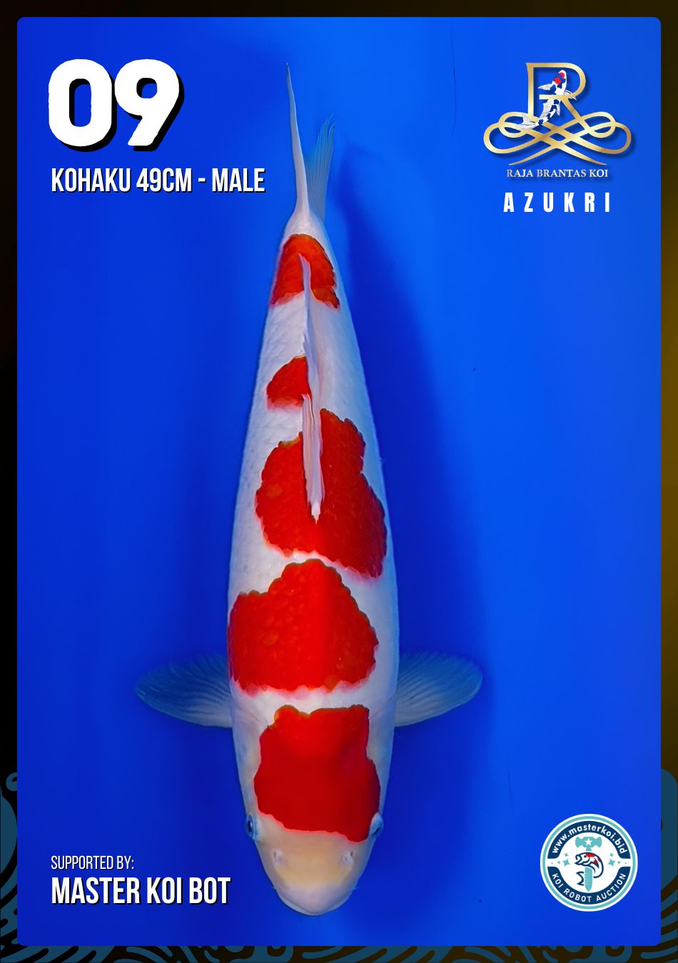 Lelang Koi Online, Jual Beli Ikan Koi, Pusat Jual Beli Koi, Info Lelang Koi Hari Ini, Platform Jual Beli Koi, Jual Beli Ikan Koi Online, Marketplace Ikan Koi, Jual Koi Terbaik, Tempat Beli Koi Berkualitas, Pasar Ikan Koi Online Terpercaya, Penjual Ikan Koi Terpercaya, Beli Koi Hias Online, Ikan Koi untuk Dijual, Koi Kualitas Terbaik, Toko Online Ikan Koi, Koi Hias Untuk Dijual, Jual Beli Ikan Koi Lokal, Koi Indonesia Online, Pusat Jual Beli Koi Terbesar