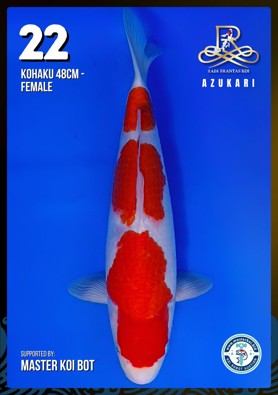 Lelang Koi Online, Jual Beli Ikan Koi, Pusat Jual Beli Koi, Info Lelang Koi Hari Ini, Platform Jual Beli Koi, Jual Beli Ikan Koi Online, Marketplace Ikan Koi, Jual Koi Terbaik, Tempat Beli Koi Berkualitas, Pasar Ikan Koi Online Terpercaya, Penjual Ikan Koi Terpercaya, Beli Koi Hias Online, Ikan Koi untuk Dijual, Koi Kualitas Terbaik, Toko Online Ikan Koi, Koi Hias Untuk Dijual, Jual Beli Ikan Koi Lokal, Koi Indonesia Online, Pusat Jual Beli Koi Terbesar