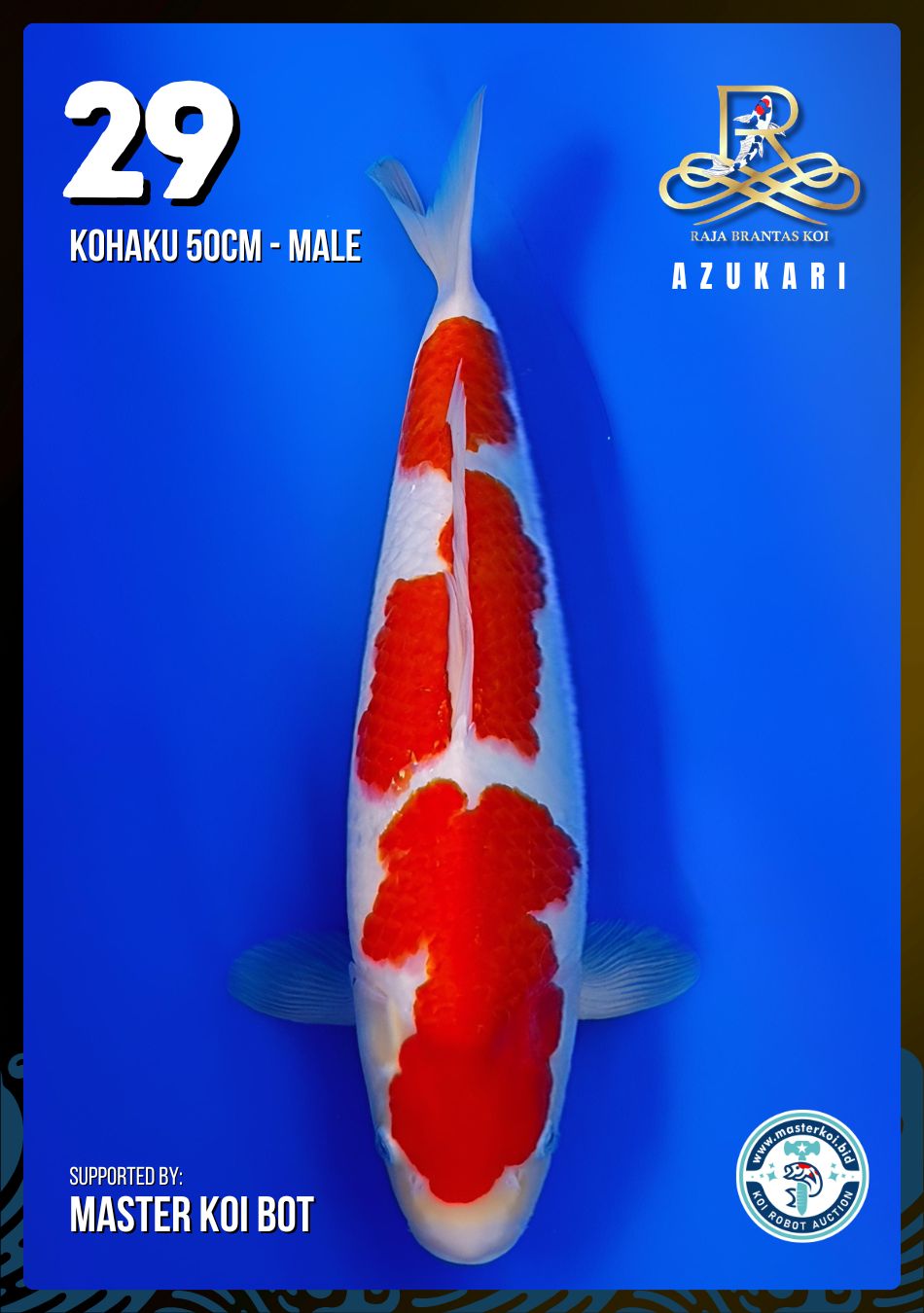 Lelang Koi Online, Jual Beli Ikan Koi, Pusat Jual Beli Koi, Info Lelang Koi Hari Ini, Platform Jual Beli Koi, Jual Beli Ikan Koi Online, Marketplace Ikan Koi, Jual Koi Terbaik, Tempat Beli Koi Berkualitas, Pasar Ikan Koi Online Terpercaya, Penjual Ikan Koi Terpercaya, Beli Koi Hias Online, Ikan Koi untuk Dijual, Koi Kualitas Terbaik, Toko Online Ikan Koi, Koi Hias Untuk Dijual, Jual Beli Ikan Koi Lokal, Koi Indonesia Online, Pusat Jual Beli Koi Terbesar