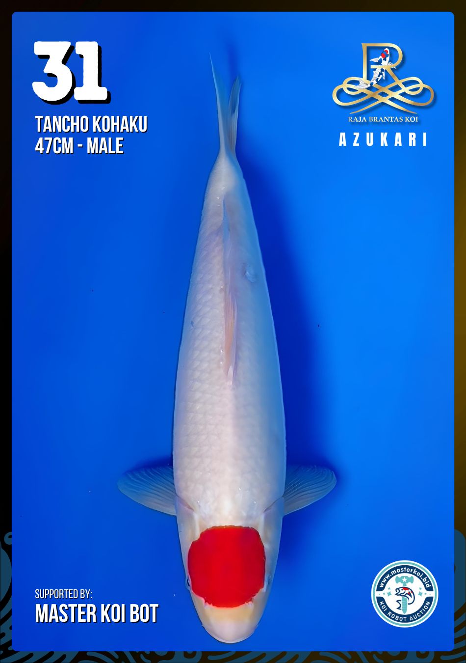 Lelang Koi Online, Jual Beli Ikan Koi, Pusat Jual Beli Koi, Info Lelang Koi Hari Ini, Platform Jual Beli Koi, Jual Beli Ikan Koi Online, Marketplace Ikan Koi, Jual Koi Terbaik, Tempat Beli Koi Berkualitas, Pasar Ikan Koi Online Terpercaya, Penjual Ikan Koi Terpercaya, Beli Koi Hias Online, Ikan Koi untuk Dijual, Koi Kualitas Terbaik, Toko Online Ikan Koi, Koi Hias Untuk Dijual, Jual Beli Ikan Koi Lokal, Koi Indonesia Online, Pusat Jual Beli Koi Terbesar