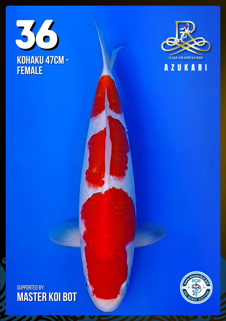 Lelang Koi Online, Jual Beli Ikan Koi, Pusat Jual Beli Koi, Info Lelang Koi Hari Ini, Platform Jual Beli Koi, Jual Beli Ikan Koi Online, Marketplace Ikan Koi, Jual Koi Terbaik, Tempat Beli Koi Berkualitas, Pasar Ikan Koi Online Terpercaya, Penjual Ikan Koi Terpercaya, Beli Koi Hias Online, Ikan Koi untuk Dijual, Koi Kualitas Terbaik, Toko Online Ikan Koi, Koi Hias Untuk Dijual, Jual Beli Ikan Koi Lokal, Koi Indonesia Online, Pusat Jual Beli Koi Terbesar