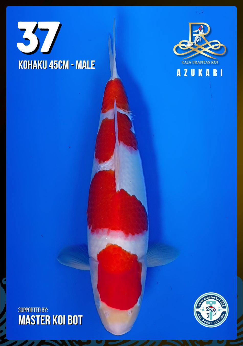 Lelang Koi Online, Jual Beli Ikan Koi, Pusat Jual Beli Koi, Info Lelang Koi Hari Ini, Platform Jual Beli Koi, Jual Beli Ikan Koi Online, Marketplace Ikan Koi, Jual Koi Terbaik, Tempat Beli Koi Berkualitas, Pasar Ikan Koi Online Terpercaya, Penjual Ikan Koi Terpercaya, Beli Koi Hias Online, Ikan Koi untuk Dijual, Koi Kualitas Terbaik, Toko Online Ikan Koi, Koi Hias Untuk Dijual, Jual Beli Ikan Koi Lokal, Koi Indonesia Online, Pusat Jual Beli Koi Terbesar