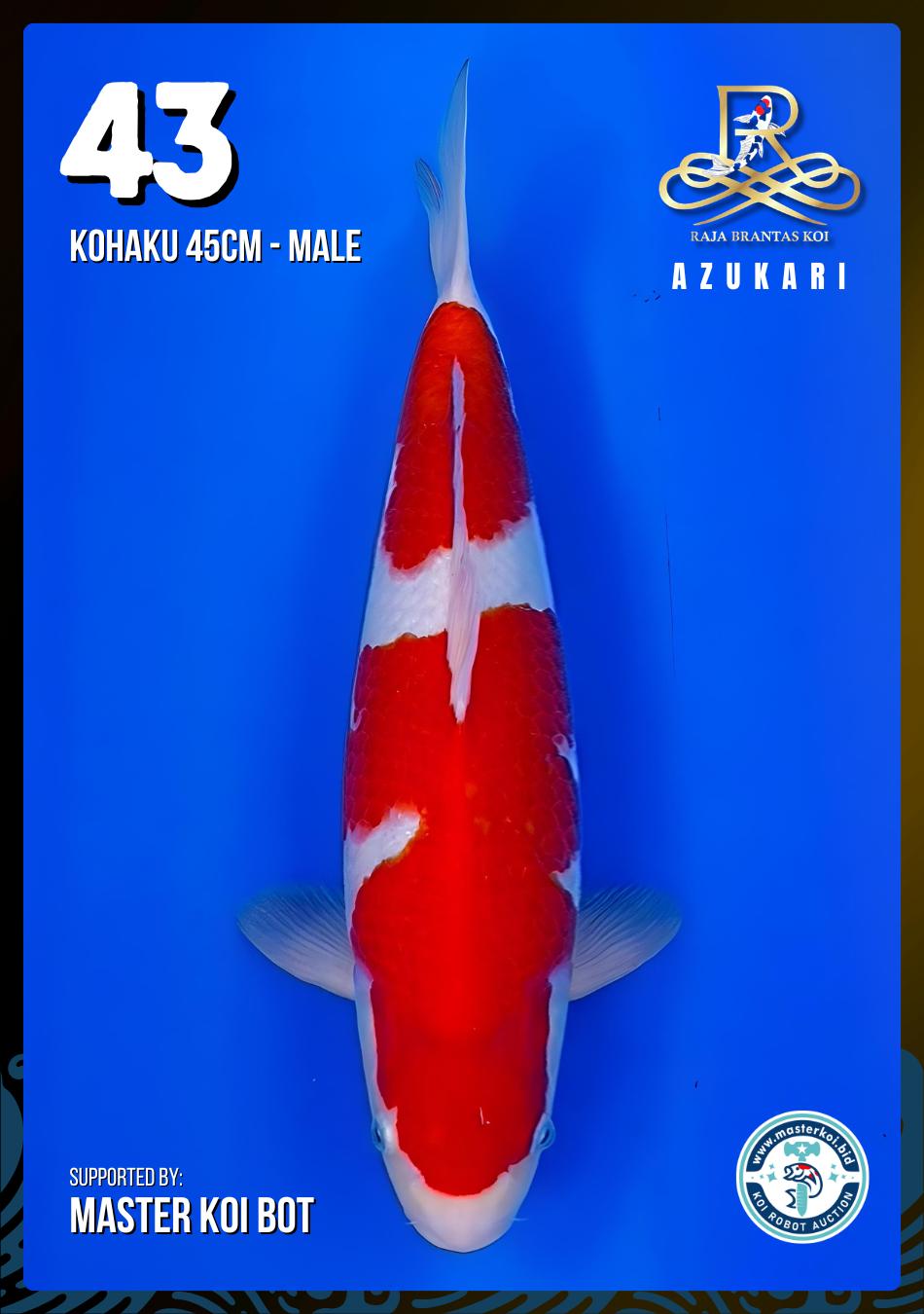 Lelang Koi Online, Jual Beli Ikan Koi, Pusat Jual Beli Koi, Info Lelang Koi Hari Ini, Platform Jual Beli Koi, Jual Beli Ikan Koi Online, Marketplace Ikan Koi, Jual Koi Terbaik, Tempat Beli Koi Berkualitas, Pasar Ikan Koi Online Terpercaya, Penjual Ikan Koi Terpercaya, Beli Koi Hias Online, Ikan Koi untuk Dijual, Koi Kualitas Terbaik, Toko Online Ikan Koi, Koi Hias Untuk Dijual, Jual Beli Ikan Koi Lokal, Koi Indonesia Online, Pusat Jual Beli Koi Terbesar