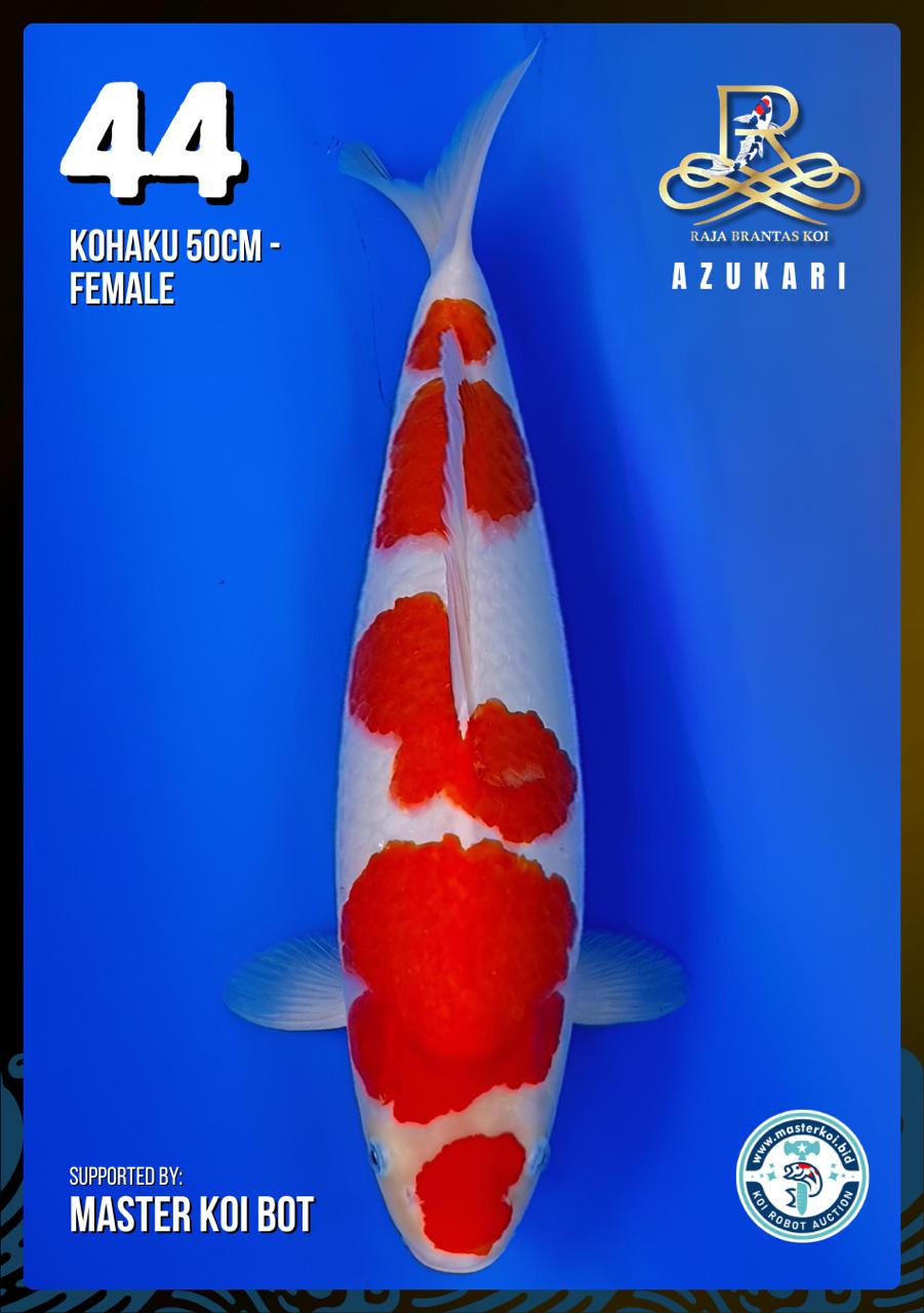 Lelang Koi Online, Jual Beli Ikan Koi, Pusat Jual Beli Koi, Info Lelang Koi Hari Ini, Platform Jual Beli Koi, Jual Beli Ikan Koi Online, Marketplace Ikan Koi, Jual Koi Terbaik, Tempat Beli Koi Berkualitas, Pasar Ikan Koi Online Terpercaya, Penjual Ikan Koi Terpercaya, Beli Koi Hias Online, Ikan Koi untuk Dijual, Koi Kualitas Terbaik, Toko Online Ikan Koi, Koi Hias Untuk Dijual, Jual Beli Ikan Koi Lokal, Koi Indonesia Online, Pusat Jual Beli Koi Terbesar
