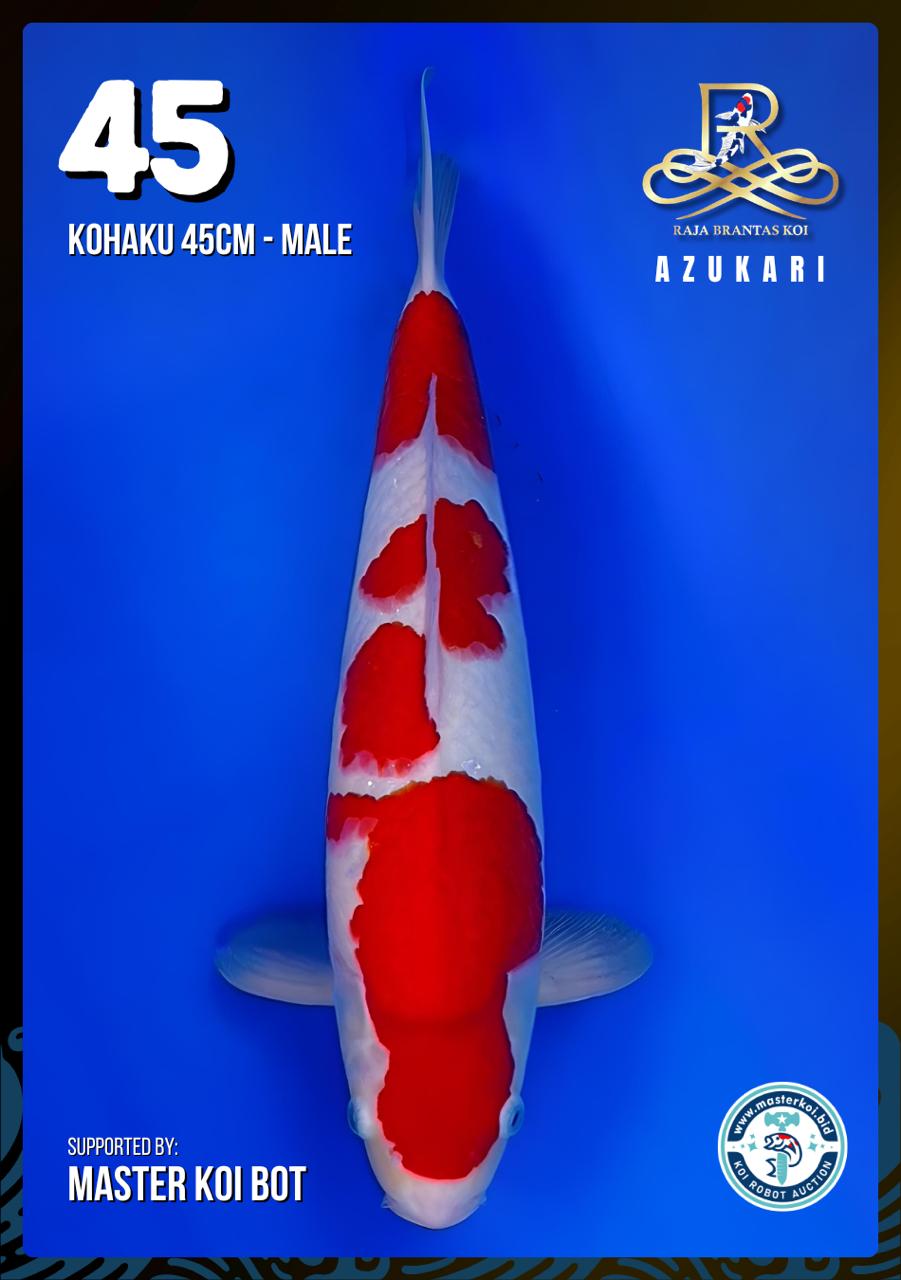 Lelang Koi Online, Jual Beli Ikan Koi, Pusat Jual Beli Koi, Info Lelang Koi Hari Ini, Platform Jual Beli Koi, Jual Beli Ikan Koi Online, Marketplace Ikan Koi, Jual Koi Terbaik, Tempat Beli Koi Berkualitas, Pasar Ikan Koi Online Terpercaya, Penjual Ikan Koi Terpercaya, Beli Koi Hias Online, Ikan Koi untuk Dijual, Koi Kualitas Terbaik, Toko Online Ikan Koi, Koi Hias Untuk Dijual, Jual Beli Ikan Koi Lokal, Koi Indonesia Online, Pusat Jual Beli Koi Terbesar