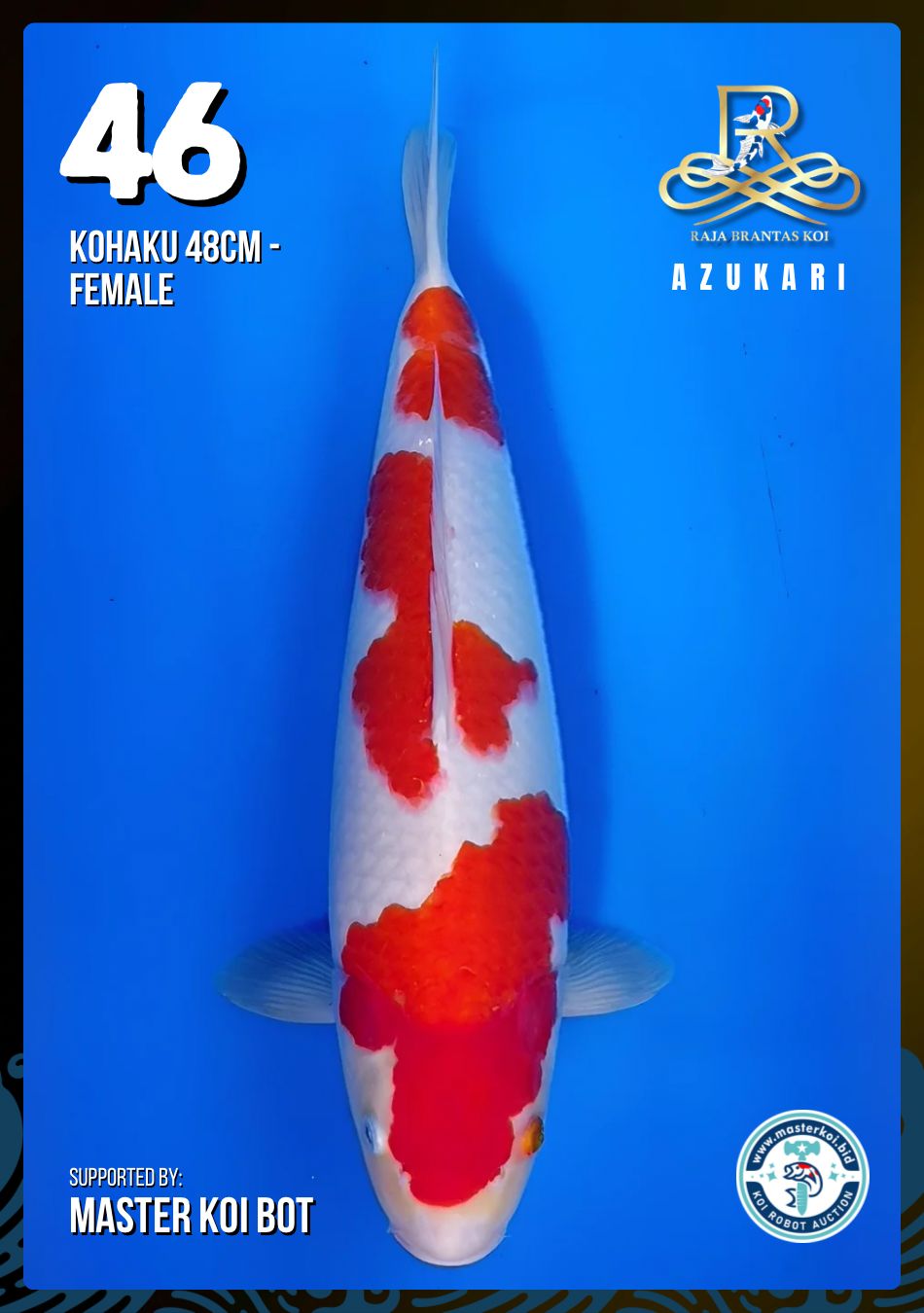 Lelang Koi Online, Jual Beli Ikan Koi, Pusat Jual Beli Koi, Info Lelang Koi Hari Ini, Platform Jual Beli Koi, Jual Beli Ikan Koi Online, Marketplace Ikan Koi, Jual Koi Terbaik, Tempat Beli Koi Berkualitas, Pasar Ikan Koi Online Terpercaya, Penjual Ikan Koi Terpercaya, Beli Koi Hias Online, Ikan Koi untuk Dijual, Koi Kualitas Terbaik, Toko Online Ikan Koi, Koi Hias Untuk Dijual, Jual Beli Ikan Koi Lokal, Koi Indonesia Online, Pusat Jual Beli Koi Terbesar