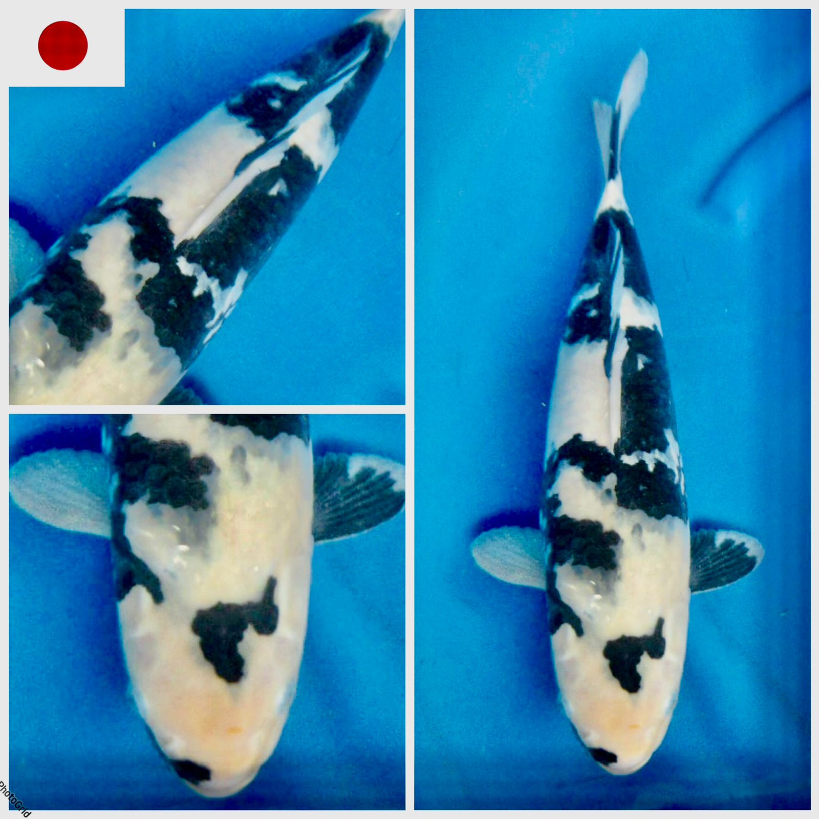 Lelang Koi Online, Jual Beli Ikan Koi, Pusat Jual Beli Koi, Info Lelang Koi Hari Ini, Platform Jual Beli Koi, Jual Beli Ikan Koi Online, Marketplace Ikan Koi, Jual Koi Terbaik, Tempat Beli Koi Berkualitas, Pasar Ikan Koi Online Terpercaya, Penjual Ikan Koi Terpercaya, Beli Koi Hias Online, Ikan Koi untuk Dijual, Koi Kualitas Terbaik, Toko Online Ikan Koi, Koi Hias Untuk Dijual, Jual Beli Ikan Koi Lokal, Koi Indonesia Online, Pusat Jual Beli Koi Terbesar