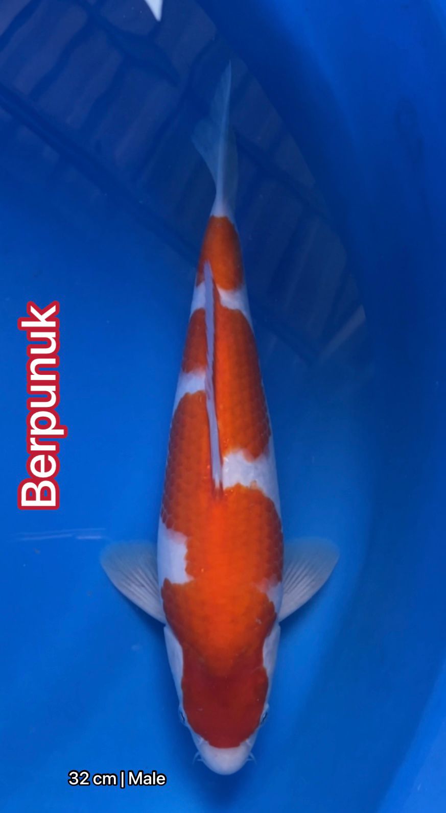 Lelang Koi Online, Jual Beli Ikan Koi, Pusat Jual Beli Koi, Info Lelang Koi Hari Ini, Platform Jual Beli Koi, Jual Beli Ikan Koi Online, Marketplace Ikan Koi, Jual Koi Terbaik, Tempat Beli Koi Berkualitas, Pasar Ikan Koi Online Terpercaya, Penjual Ikan Koi Terpercaya, Beli Koi Hias Online, Ikan Koi untuk Dijual, Koi Kualitas Terbaik, Toko Online Ikan Koi, Koi Hias Untuk Dijual, Jual Beli Ikan Koi Lokal, Koi Indonesia Online, Pusat Jual Beli Koi Terbesar