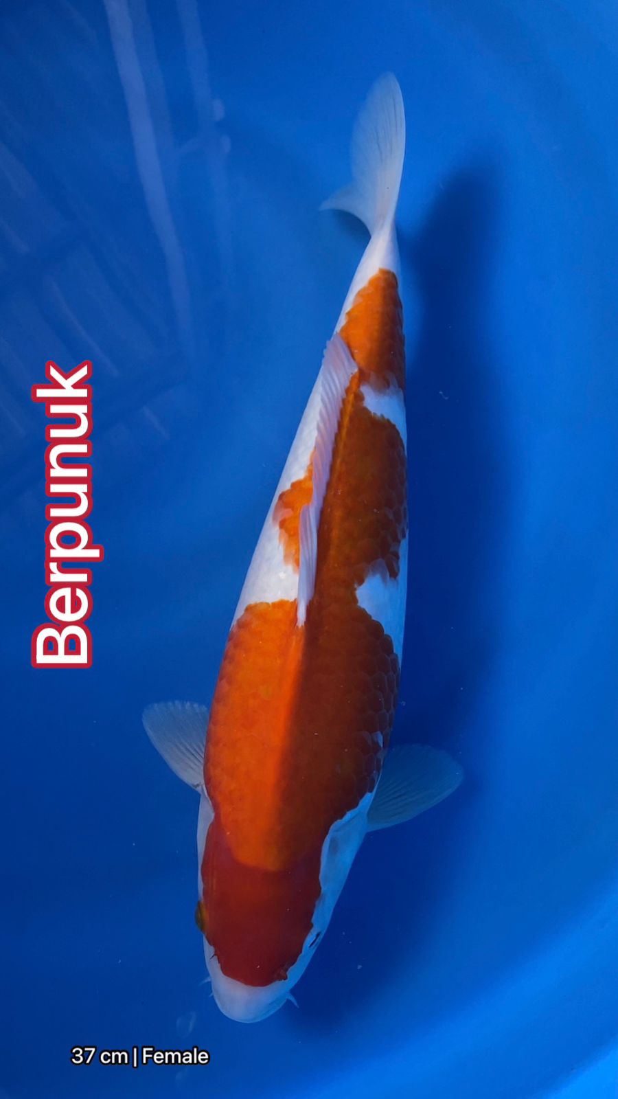 Lelang Koi Online, Jual Beli Ikan Koi, Pusat Jual Beli Koi, Info Lelang Koi Hari Ini, Platform Jual Beli Koi, Jual Beli Ikan Koi Online, Marketplace Ikan Koi, Jual Koi Terbaik, Tempat Beli Koi Berkualitas, Pasar Ikan Koi Online Terpercaya, Penjual Ikan Koi Terpercaya, Beli Koi Hias Online, Ikan Koi untuk Dijual, Koi Kualitas Terbaik, Toko Online Ikan Koi, Koi Hias Untuk Dijual, Jual Beli Ikan Koi Lokal, Koi Indonesia Online, Pusat Jual Beli Koi Terbesar