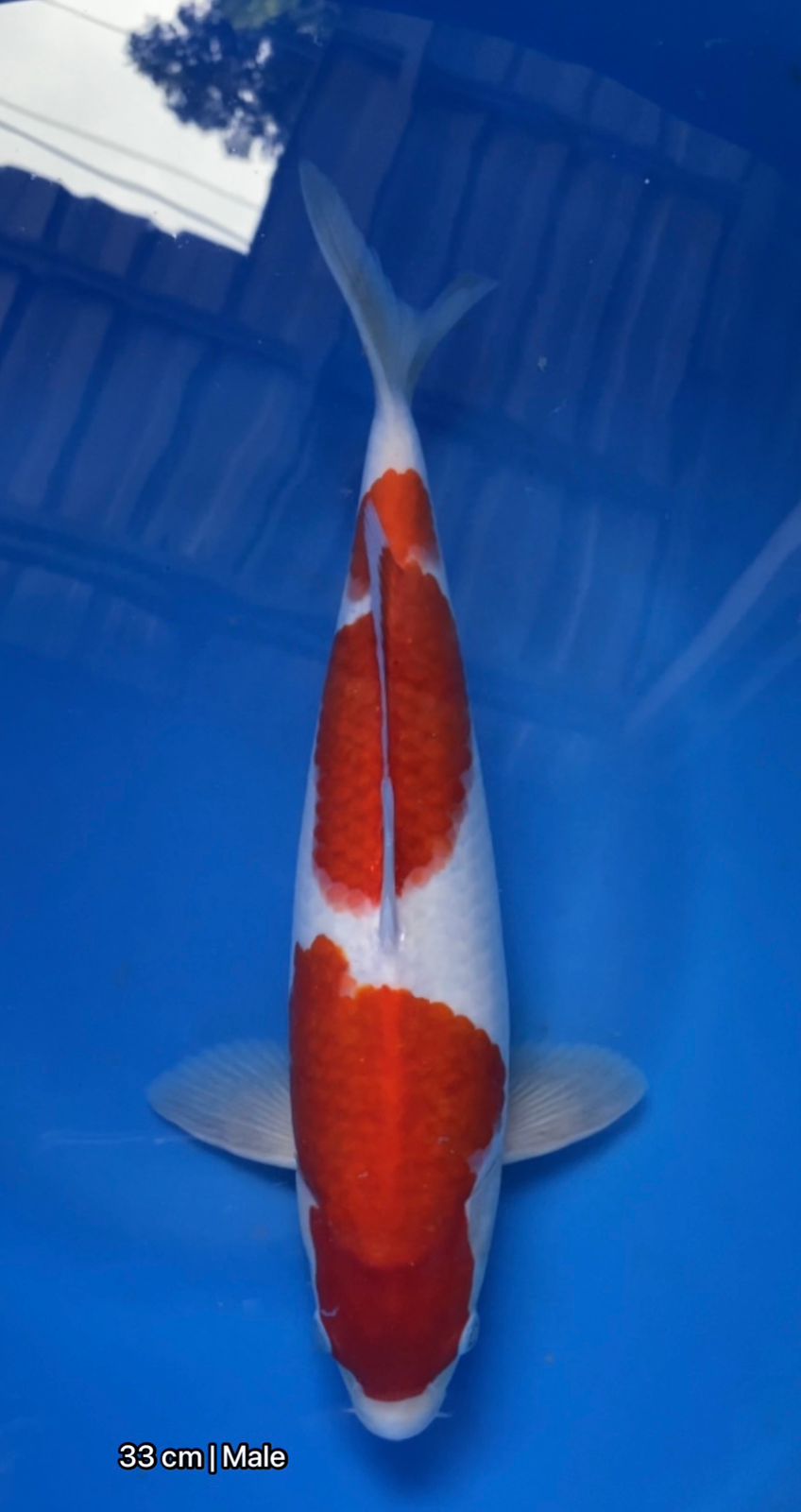 Lelang Koi Online, Jual Beli Ikan Koi, Pusat Jual Beli Koi, Info Lelang Koi Hari Ini, Platform Jual Beli Koi, Jual Beli Ikan Koi Online, Marketplace Ikan Koi, Jual Koi Terbaik, Tempat Beli Koi Berkualitas, Pasar Ikan Koi Online Terpercaya, Penjual Ikan Koi Terpercaya, Beli Koi Hias Online, Ikan Koi untuk Dijual, Koi Kualitas Terbaik, Toko Online Ikan Koi, Koi Hias Untuk Dijual, Jual Beli Ikan Koi Lokal, Koi Indonesia Online, Pusat Jual Beli Koi Terbesar