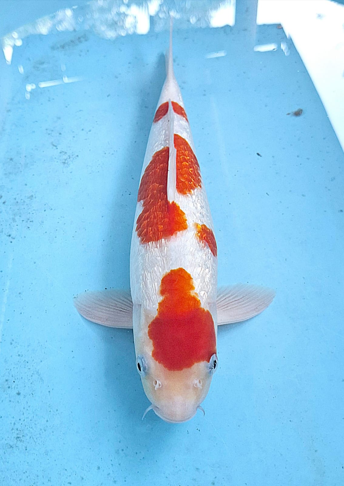 Lelang Koi Online, Jual Beli Ikan Koi, Pusat Jual Beli Koi, Info Lelang Koi Hari Ini, Platform Jual Beli Koi, Jual Beli Ikan Koi Online, Marketplace Ikan Koi, Jual Koi Terbaik, Tempat Beli Koi Berkualitas, Pasar Ikan Koi Online Terpercaya, Penjual Ikan Koi Terpercaya, Beli Koi Hias Online, Ikan Koi untuk Dijual, Koi Kualitas Terbaik, Toko Online Ikan Koi, Koi Hias Untuk Dijual, Jual Beli Ikan Koi Lokal, Koi Indonesia Online, Pusat Jual Beli Koi Terbesar