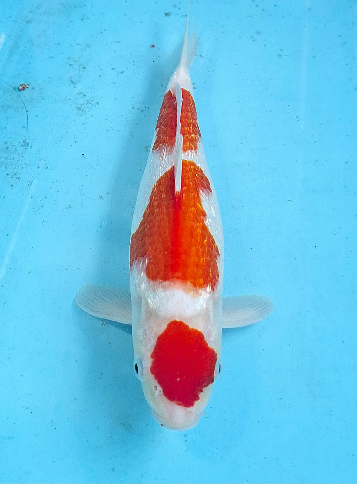 Lelang Koi Online, Jual Beli Ikan Koi, Pusat Jual Beli Koi, Info Lelang Koi Hari Ini, Platform Jual Beli Koi, Jual Beli Ikan Koi Online, Marketplace Ikan Koi, Jual Koi Terbaik, Tempat Beli Koi Berkualitas, Pasar Ikan Koi Online Terpercaya, Penjual Ikan Koi Terpercaya, Beli Koi Hias Online, Ikan Koi untuk Dijual, Koi Kualitas Terbaik, Toko Online Ikan Koi, Koi Hias Untuk Dijual, Jual Beli Ikan Koi Lokal, Koi Indonesia Online, Pusat Jual Beli Koi Terbesar
