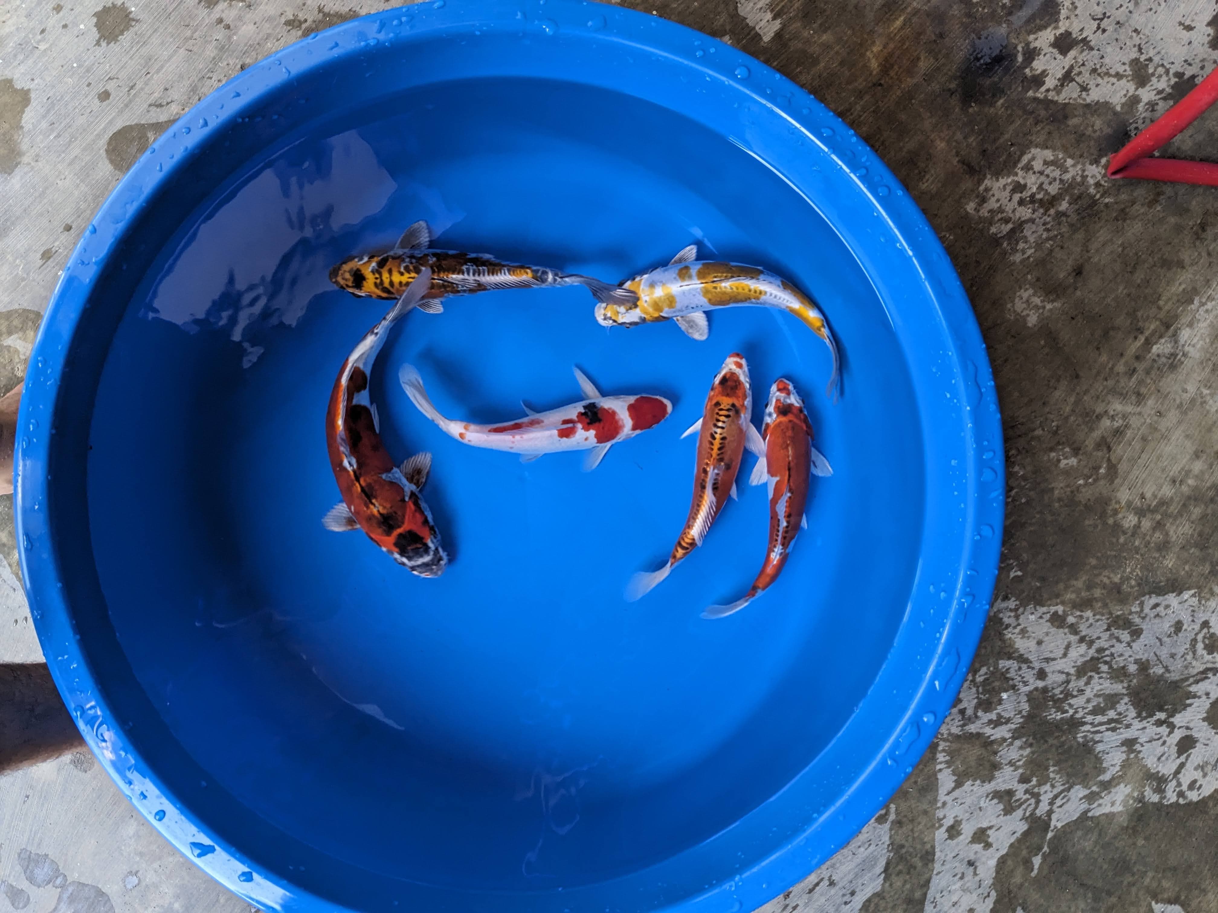 Lelang Koi Online, Jual Beli Ikan Koi, Pusat Jual Beli Koi, Info Lelang Koi Hari Ini, Platform Jual Beli Koi, Jual Beli Ikan Koi Online, Marketplace Ikan Koi, Jual Koi Terbaik, Tempat Beli Koi Berkualitas, Pasar Ikan Koi Online Terpercaya, Penjual Ikan Koi Terpercaya, Beli Koi Hias Online, Ikan Koi untuk Dijual, Koi Kualitas Terbaik, Toko Online Ikan Koi, Koi Hias Untuk Dijual, Jual Beli Ikan Koi Lokal, Koi Indonesia Online, Pusat Jual Beli Koi Terbesar