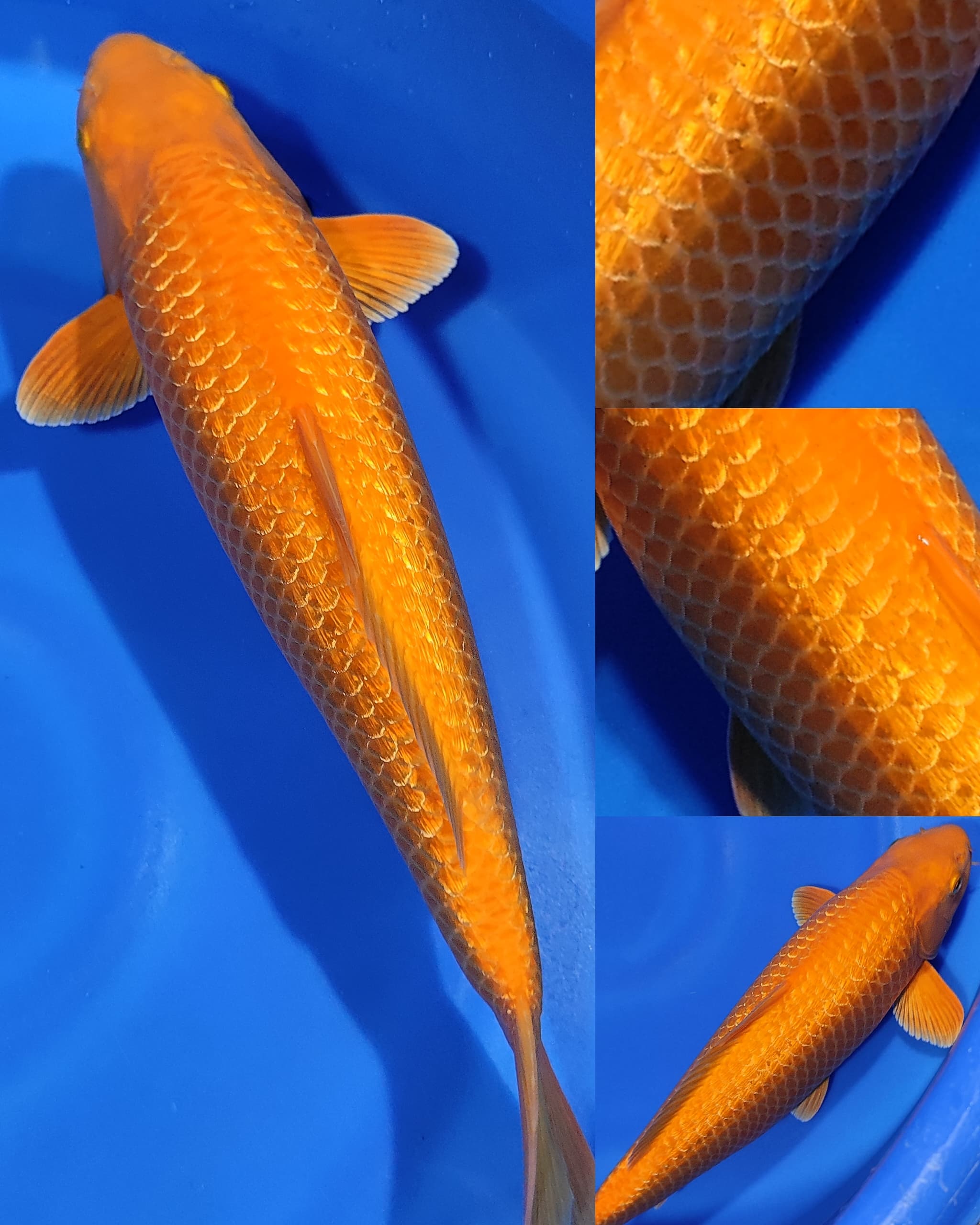 Lelang Koi Online, Jual Beli Ikan Koi, Pusat Jual Beli Koi, Info Lelang Koi Hari Ini, Platform Jual Beli Koi, Jual Beli Ikan Koi Online, Marketplace Ikan Koi, Jual Koi Terbaik, Tempat Beli Koi Berkualitas, Pasar Ikan Koi Online Terpercaya, Penjual Ikan Koi Terpercaya, Beli Koi Hias Online, Ikan Koi untuk Dijual, Koi Kualitas Terbaik, Toko Online Ikan Koi, Koi Hias Untuk Dijual, Jual Beli Ikan Koi Lokal, Koi Indonesia Online, Pusat Jual Beli Koi Terbesar