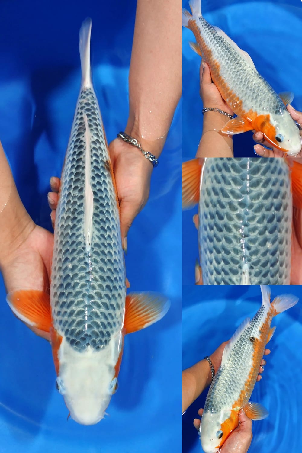 Lelang Koi Online, Jual Beli Ikan Koi, Pusat Jual Beli Koi, Info Lelang Koi Hari Ini, Platform Jual Beli Koi, Jual Beli Ikan Koi Online, Marketplace Ikan Koi, Jual Koi Terbaik, Tempat Beli Koi Berkualitas, Pasar Ikan Koi Online Terpercaya, Penjual Ikan Koi Terpercaya, Beli Koi Hias Online, Ikan Koi untuk Dijual, Koi Kualitas Terbaik, Toko Online Ikan Koi, Koi Hias Untuk Dijual, Jual Beli Ikan Koi Lokal, Koi Indonesia Online, Pusat Jual Beli Koi Terbesar