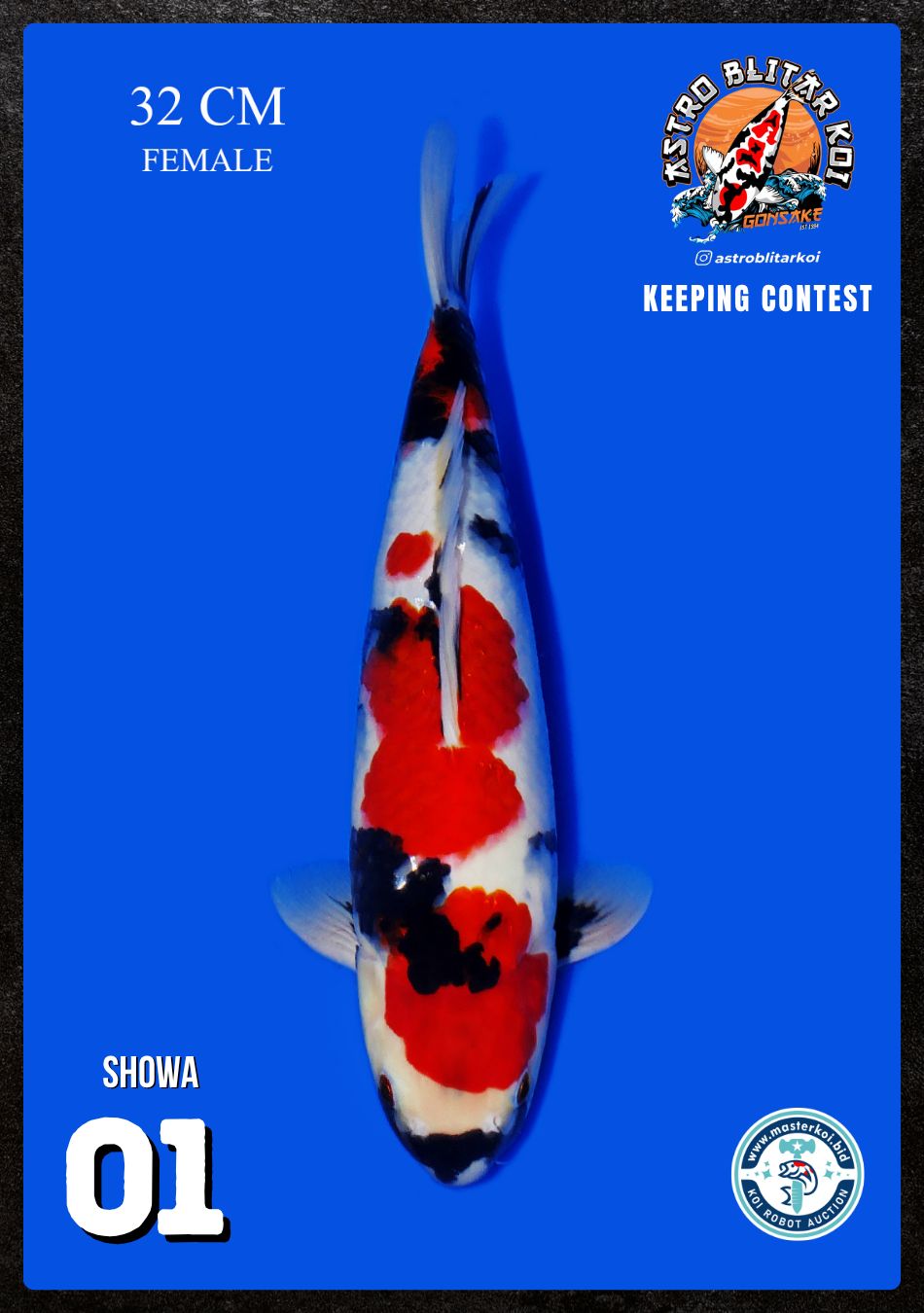 Lelang Koi Online, Jual Beli Ikan Koi, Pusat Jual Beli Koi, Info Lelang Koi Hari Ini, Platform Jual Beli Koi, Jual Beli Ikan Koi Online, Marketplace Ikan Koi, Jual Koi Terbaik, Tempat Beli Koi Berkualitas, Pasar Ikan Koi Online Terpercaya, Penjual Ikan Koi Terpercaya, Beli Koi Hias Online, Ikan Koi untuk Dijual, Koi Kualitas Terbaik, Toko Online Ikan Koi, Koi Hias Untuk Dijual, Jual Beli Ikan Koi Lokal, Koi Indonesia Online, Pusat Jual Beli Koi Terbesar