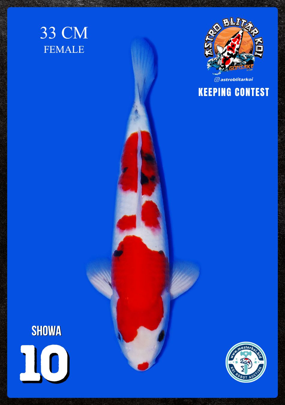 Lelang Koi Online, Jual Beli Ikan Koi, Pusat Jual Beli Koi, Info Lelang Koi Hari Ini, Platform Jual Beli Koi, Jual Beli Ikan Koi Online, Marketplace Ikan Koi, Jual Koi Terbaik, Tempat Beli Koi Berkualitas, Pasar Ikan Koi Online Terpercaya, Penjual Ikan Koi Terpercaya, Beli Koi Hias Online, Ikan Koi untuk Dijual, Koi Kualitas Terbaik, Toko Online Ikan Koi, Koi Hias Untuk Dijual, Jual Beli Ikan Koi Lokal, Koi Indonesia Online, Pusat Jual Beli Koi Terbesar