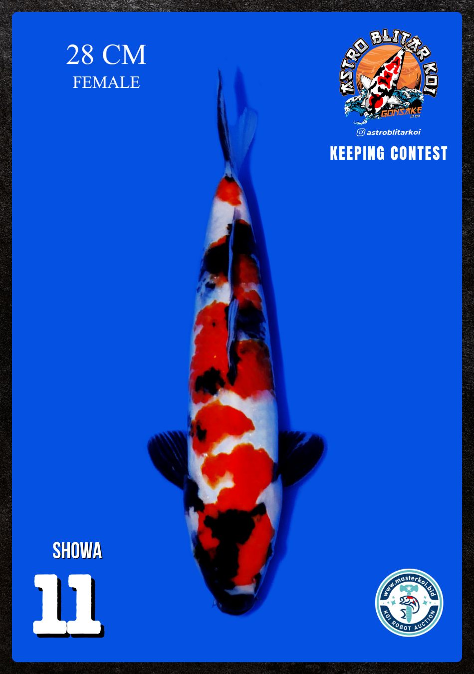 Lelang Koi Online, Jual Beli Ikan Koi, Pusat Jual Beli Koi, Info Lelang Koi Hari Ini, Platform Jual Beli Koi, Jual Beli Ikan Koi Online, Marketplace Ikan Koi, Jual Koi Terbaik, Tempat Beli Koi Berkualitas, Pasar Ikan Koi Online Terpercaya, Penjual Ikan Koi Terpercaya, Beli Koi Hias Online, Ikan Koi untuk Dijual, Koi Kualitas Terbaik, Toko Online Ikan Koi, Koi Hias Untuk Dijual, Jual Beli Ikan Koi Lokal, Koi Indonesia Online, Pusat Jual Beli Koi Terbesar