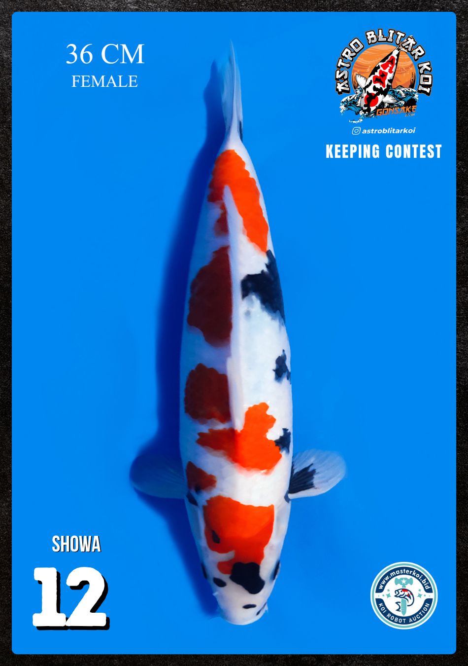 Lelang Koi Online, Jual Beli Ikan Koi, Pusat Jual Beli Koi, Info Lelang Koi Hari Ini, Platform Jual Beli Koi, Jual Beli Ikan Koi Online, Marketplace Ikan Koi, Jual Koi Terbaik, Tempat Beli Koi Berkualitas, Pasar Ikan Koi Online Terpercaya, Penjual Ikan Koi Terpercaya, Beli Koi Hias Online, Ikan Koi untuk Dijual, Koi Kualitas Terbaik, Toko Online Ikan Koi, Koi Hias Untuk Dijual, Jual Beli Ikan Koi Lokal, Koi Indonesia Online, Pusat Jual Beli Koi Terbesar