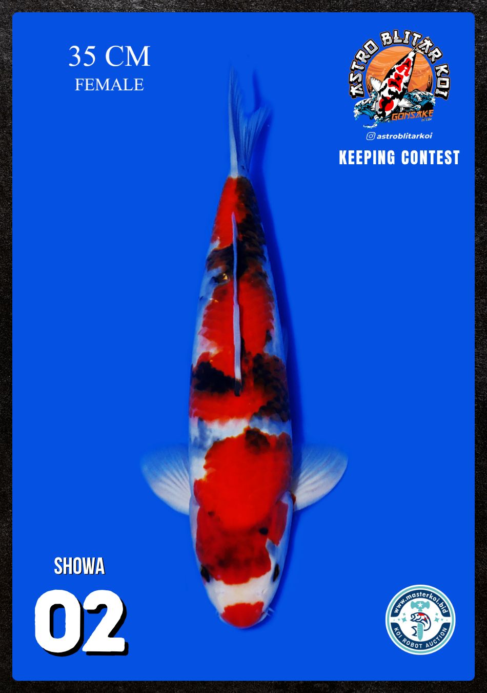 Lelang Koi Online, Jual Beli Ikan Koi, Pusat Jual Beli Koi, Info Lelang Koi Hari Ini, Platform Jual Beli Koi, Jual Beli Ikan Koi Online, Marketplace Ikan Koi, Jual Koi Terbaik, Tempat Beli Koi Berkualitas, Pasar Ikan Koi Online Terpercaya, Penjual Ikan Koi Terpercaya, Beli Koi Hias Online, Ikan Koi untuk Dijual, Koi Kualitas Terbaik, Toko Online Ikan Koi, Koi Hias Untuk Dijual, Jual Beli Ikan Koi Lokal, Koi Indonesia Online, Pusat Jual Beli Koi Terbesar