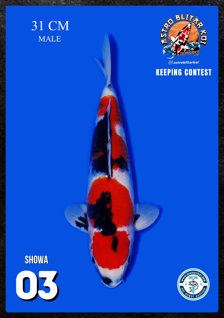 Lelang Koi Online, Jual Beli Ikan Koi, Pusat Jual Beli Koi, Info Lelang Koi Hari Ini, Platform Jual Beli Koi, Jual Beli Ikan Koi Online, Marketplace Ikan Koi, Jual Koi Terbaik, Tempat Beli Koi Berkualitas, Pasar Ikan Koi Online Terpercaya, Penjual Ikan Koi Terpercaya, Beli Koi Hias Online, Ikan Koi untuk Dijual, Koi Kualitas Terbaik, Toko Online Ikan Koi, Koi Hias Untuk Dijual, Jual Beli Ikan Koi Lokal, Koi Indonesia Online, Pusat Jual Beli Koi Terbesar