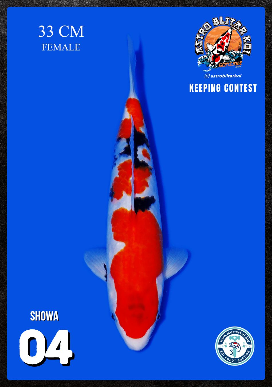 Lelang Koi Online, Jual Beli Ikan Koi, Pusat Jual Beli Koi, Info Lelang Koi Hari Ini, Platform Jual Beli Koi, Jual Beli Ikan Koi Online, Marketplace Ikan Koi, Jual Koi Terbaik, Tempat Beli Koi Berkualitas, Pasar Ikan Koi Online Terpercaya, Penjual Ikan Koi Terpercaya, Beli Koi Hias Online, Ikan Koi untuk Dijual, Koi Kualitas Terbaik, Toko Online Ikan Koi, Koi Hias Untuk Dijual, Jual Beli Ikan Koi Lokal, Koi Indonesia Online, Pusat Jual Beli Koi Terbesar