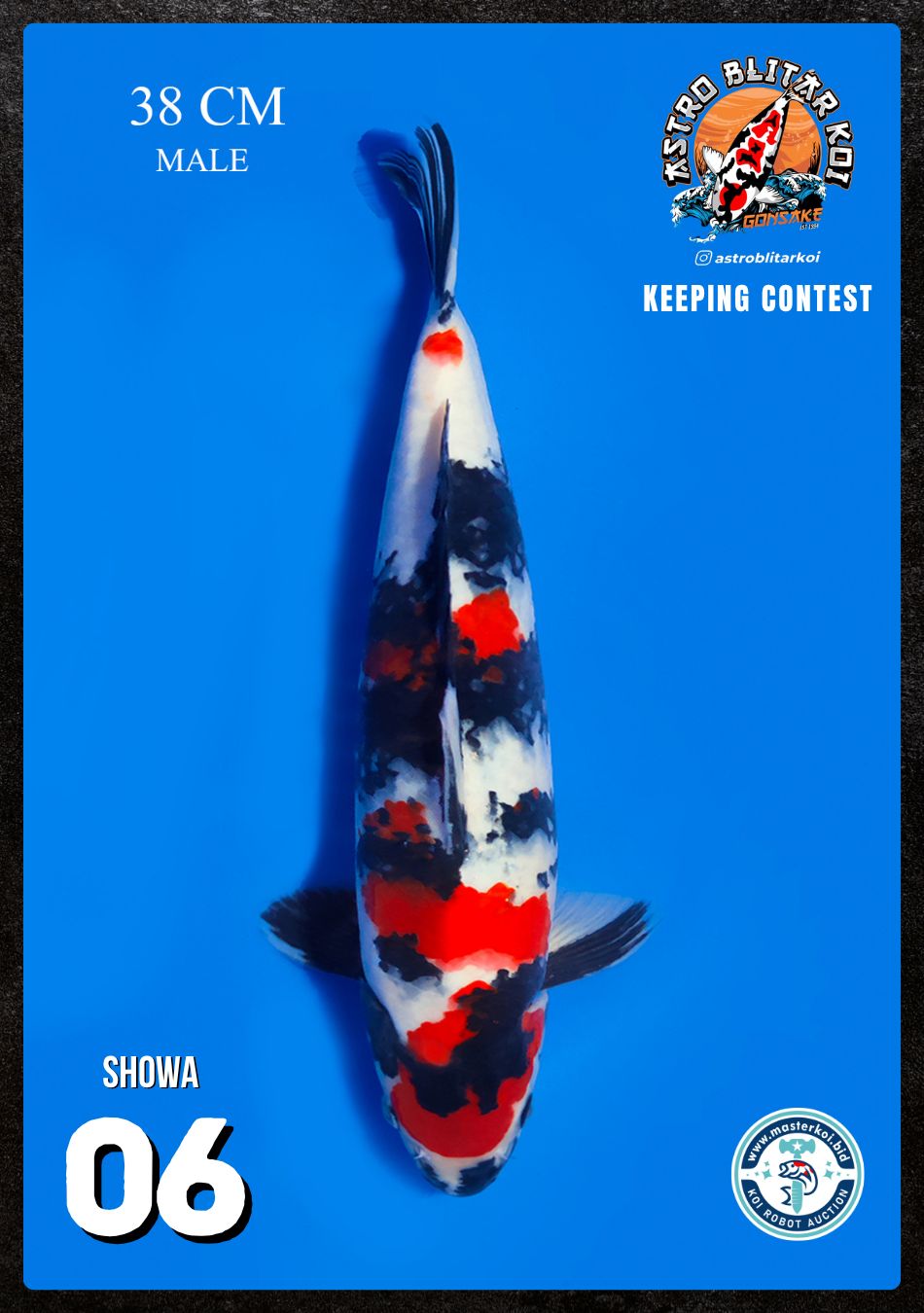 Lelang Koi Online, Jual Beli Ikan Koi, Pusat Jual Beli Koi, Info Lelang Koi Hari Ini, Platform Jual Beli Koi, Jual Beli Ikan Koi Online, Marketplace Ikan Koi, Jual Koi Terbaik, Tempat Beli Koi Berkualitas, Pasar Ikan Koi Online Terpercaya, Penjual Ikan Koi Terpercaya, Beli Koi Hias Online, Ikan Koi untuk Dijual, Koi Kualitas Terbaik, Toko Online Ikan Koi, Koi Hias Untuk Dijual, Jual Beli Ikan Koi Lokal, Koi Indonesia Online, Pusat Jual Beli Koi Terbesar
