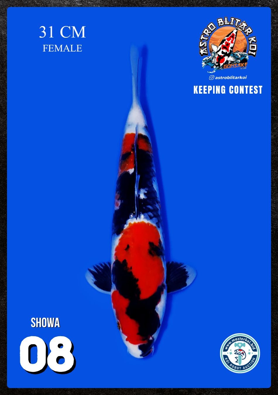 Lelang Koi Online, Jual Beli Ikan Koi, Pusat Jual Beli Koi, Info Lelang Koi Hari Ini, Platform Jual Beli Koi, Jual Beli Ikan Koi Online, Marketplace Ikan Koi, Jual Koi Terbaik, Tempat Beli Koi Berkualitas, Pasar Ikan Koi Online Terpercaya, Penjual Ikan Koi Terpercaya, Beli Koi Hias Online, Ikan Koi untuk Dijual, Koi Kualitas Terbaik, Toko Online Ikan Koi, Koi Hias Untuk Dijual, Jual Beli Ikan Koi Lokal, Koi Indonesia Online, Pusat Jual Beli Koi Terbesar