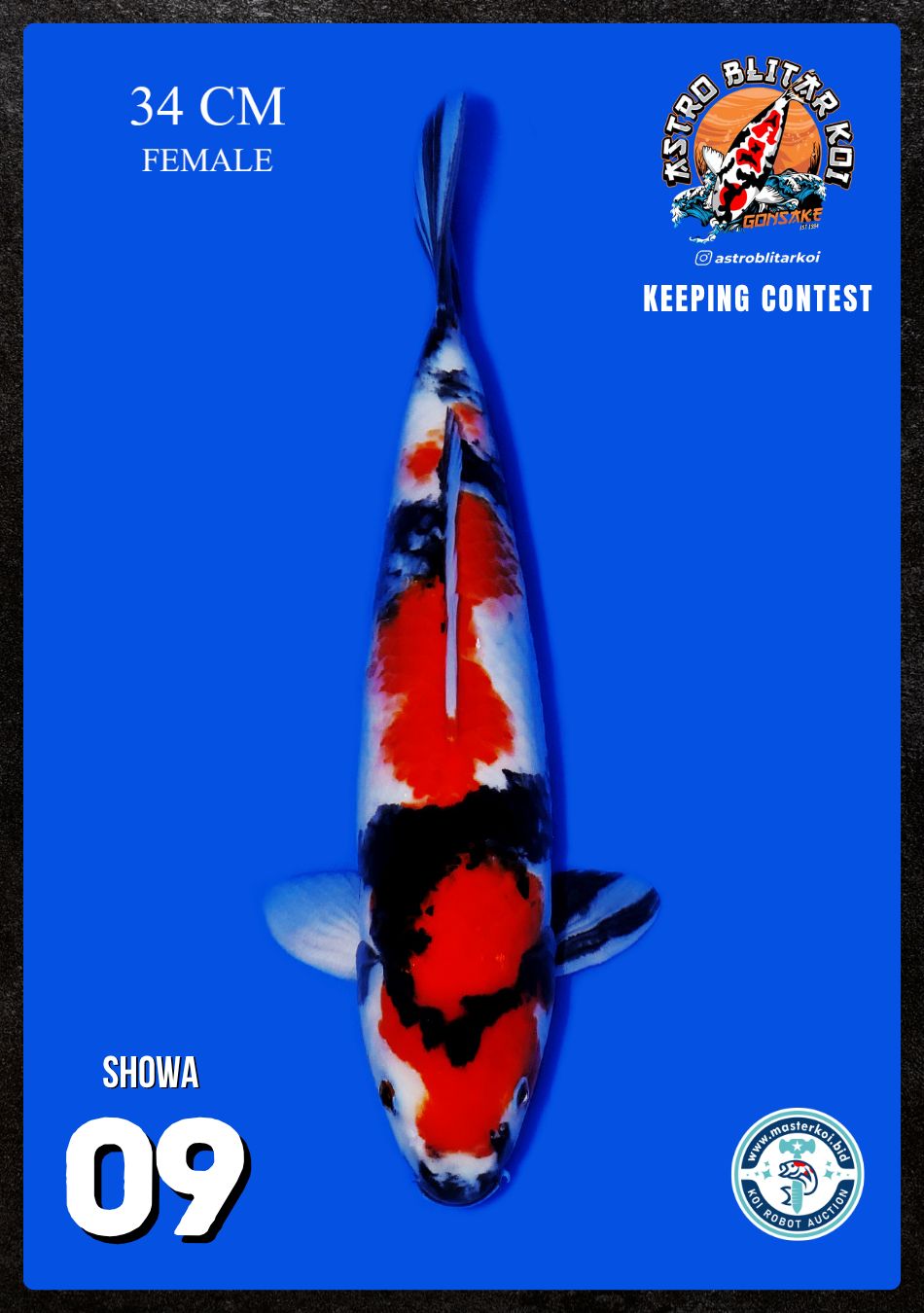 Lelang Koi Online, Jual Beli Ikan Koi, Pusat Jual Beli Koi, Info Lelang Koi Hari Ini, Platform Jual Beli Koi, Jual Beli Ikan Koi Online, Marketplace Ikan Koi, Jual Koi Terbaik, Tempat Beli Koi Berkualitas, Pasar Ikan Koi Online Terpercaya, Penjual Ikan Koi Terpercaya, Beli Koi Hias Online, Ikan Koi untuk Dijual, Koi Kualitas Terbaik, Toko Online Ikan Koi, Koi Hias Untuk Dijual, Jual Beli Ikan Koi Lokal, Koi Indonesia Online, Pusat Jual Beli Koi Terbesar