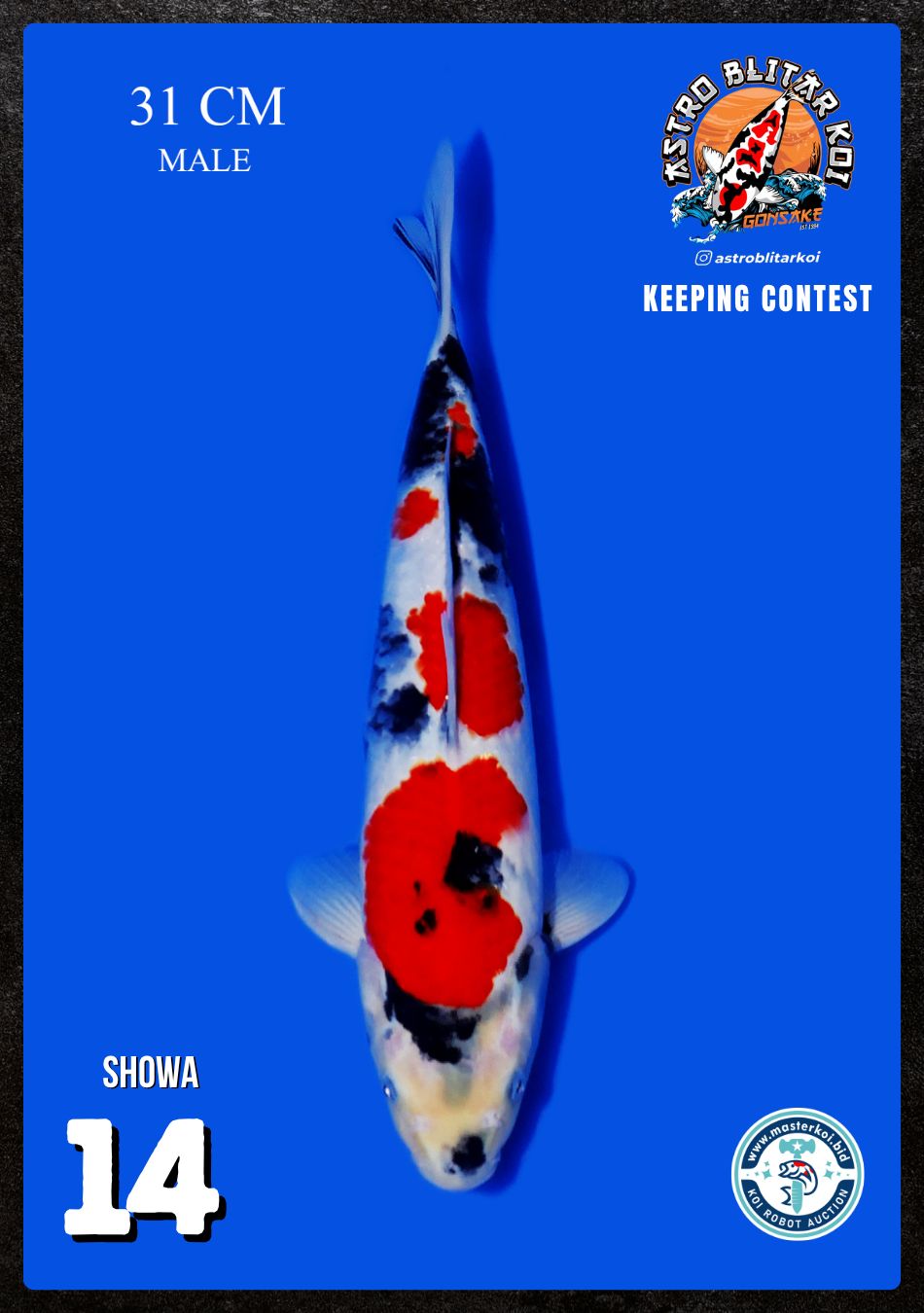 Lelang Koi Online, Jual Beli Ikan Koi, Pusat Jual Beli Koi, Info Lelang Koi Hari Ini, Platform Jual Beli Koi, Jual Beli Ikan Koi Online, Marketplace Ikan Koi, Jual Koi Terbaik, Tempat Beli Koi Berkualitas, Pasar Ikan Koi Online Terpercaya, Penjual Ikan Koi Terpercaya, Beli Koi Hias Online, Ikan Koi untuk Dijual, Koi Kualitas Terbaik, Toko Online Ikan Koi, Koi Hias Untuk Dijual, Jual Beli Ikan Koi Lokal, Koi Indonesia Online, Pusat Jual Beli Koi Terbesar