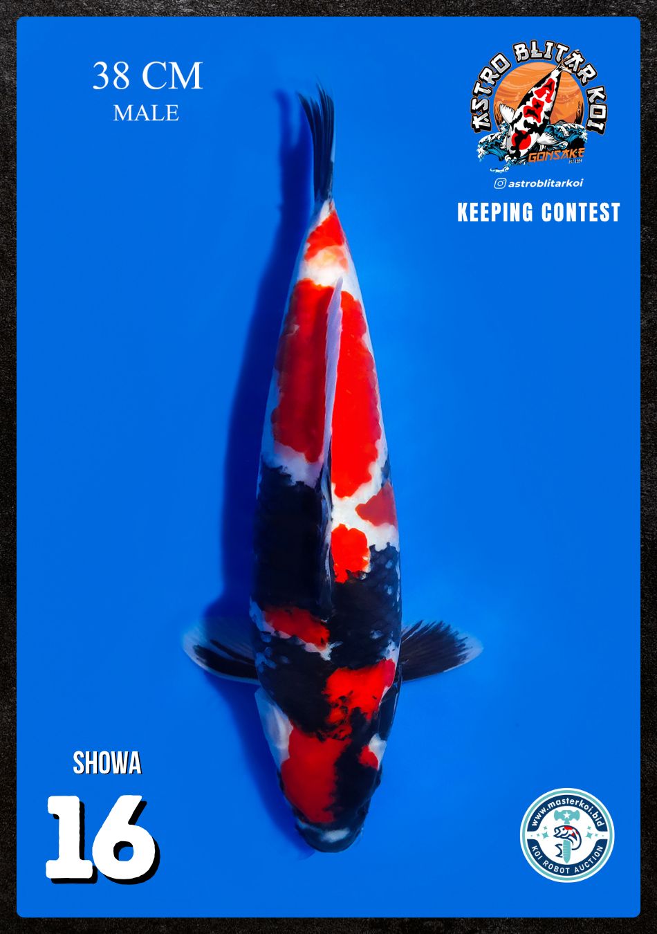 Lelang Koi Online, Jual Beli Ikan Koi, Pusat Jual Beli Koi, Info Lelang Koi Hari Ini, Platform Jual Beli Koi, Jual Beli Ikan Koi Online, Marketplace Ikan Koi, Jual Koi Terbaik, Tempat Beli Koi Berkualitas, Pasar Ikan Koi Online Terpercaya, Penjual Ikan Koi Terpercaya, Beli Koi Hias Online, Ikan Koi untuk Dijual, Koi Kualitas Terbaik, Toko Online Ikan Koi, Koi Hias Untuk Dijual, Jual Beli Ikan Koi Lokal, Koi Indonesia Online, Pusat Jual Beli Koi Terbesar