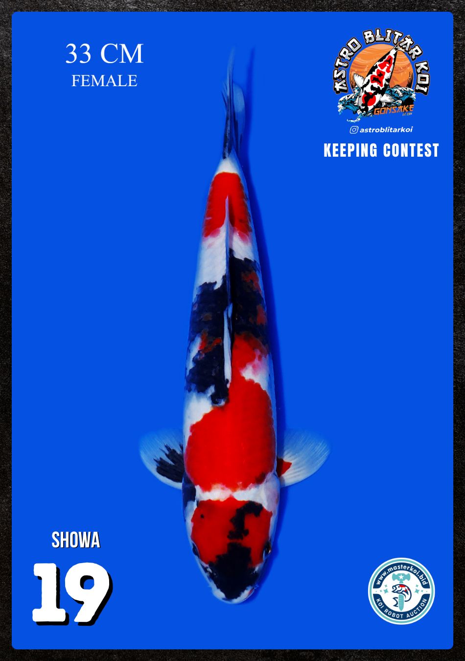 Lelang Koi Online, Jual Beli Ikan Koi, Pusat Jual Beli Koi, Info Lelang Koi Hari Ini, Platform Jual Beli Koi, Jual Beli Ikan Koi Online, Marketplace Ikan Koi, Jual Koi Terbaik, Tempat Beli Koi Berkualitas, Pasar Ikan Koi Online Terpercaya, Penjual Ikan Koi Terpercaya, Beli Koi Hias Online, Ikan Koi untuk Dijual, Koi Kualitas Terbaik, Toko Online Ikan Koi, Koi Hias Untuk Dijual, Jual Beli Ikan Koi Lokal, Koi Indonesia Online, Pusat Jual Beli Koi Terbesar