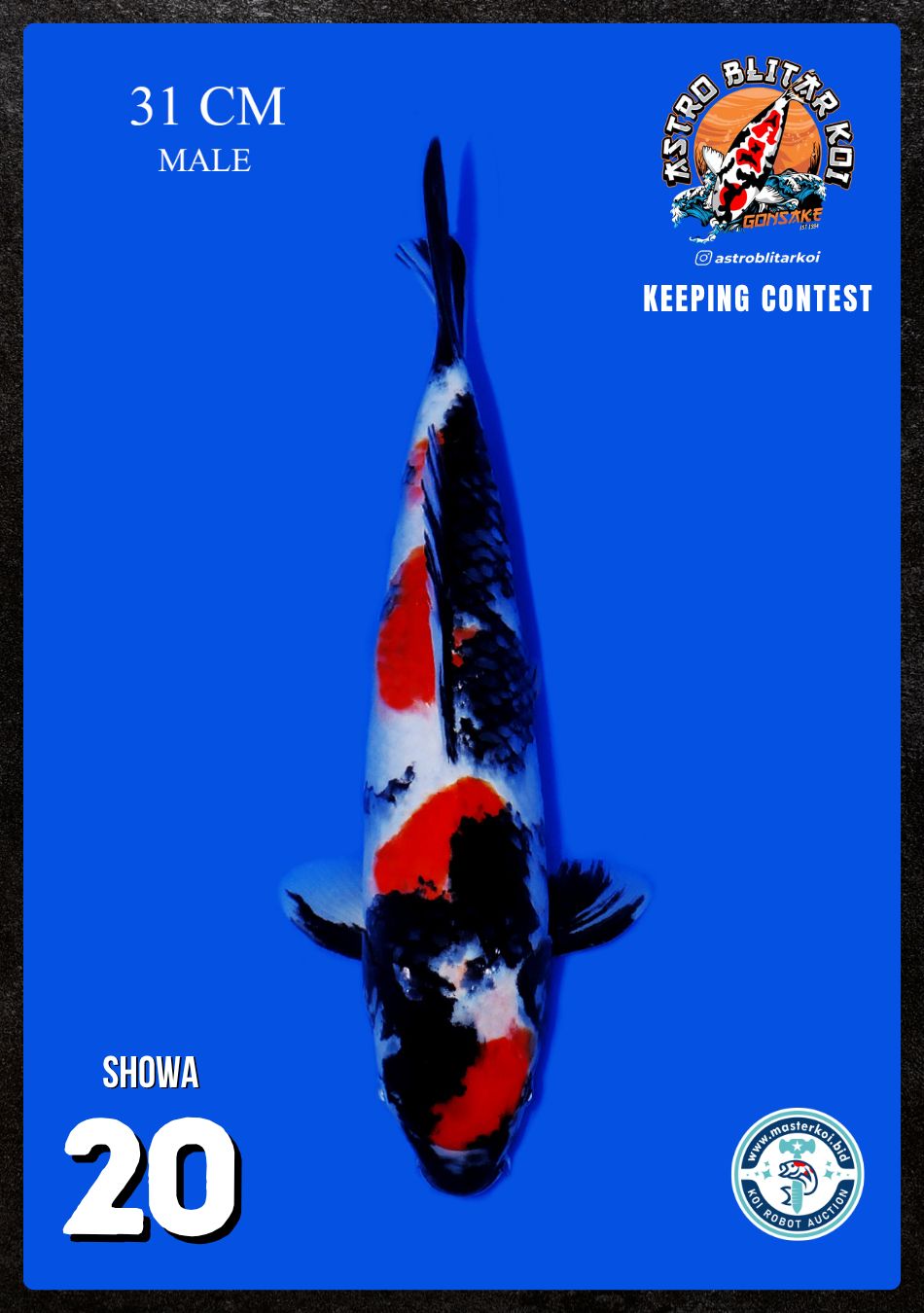 Lelang Koi Online, Jual Beli Ikan Koi, Pusat Jual Beli Koi, Info Lelang Koi Hari Ini, Platform Jual Beli Koi, Jual Beli Ikan Koi Online, Marketplace Ikan Koi, Jual Koi Terbaik, Tempat Beli Koi Berkualitas, Pasar Ikan Koi Online Terpercaya, Penjual Ikan Koi Terpercaya, Beli Koi Hias Online, Ikan Koi untuk Dijual, Koi Kualitas Terbaik, Toko Online Ikan Koi, Koi Hias Untuk Dijual, Jual Beli Ikan Koi Lokal, Koi Indonesia Online, Pusat Jual Beli Koi Terbesar