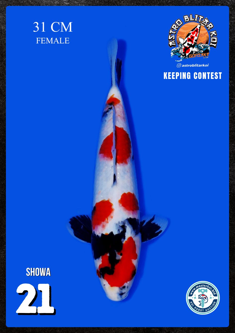 Lelang Koi Online, Jual Beli Ikan Koi, Pusat Jual Beli Koi, Info Lelang Koi Hari Ini, Platform Jual Beli Koi, Jual Beli Ikan Koi Online, Marketplace Ikan Koi, Jual Koi Terbaik, Tempat Beli Koi Berkualitas, Pasar Ikan Koi Online Terpercaya, Penjual Ikan Koi Terpercaya, Beli Koi Hias Online, Ikan Koi untuk Dijual, Koi Kualitas Terbaik, Toko Online Ikan Koi, Koi Hias Untuk Dijual, Jual Beli Ikan Koi Lokal, Koi Indonesia Online, Pusat Jual Beli Koi Terbesar