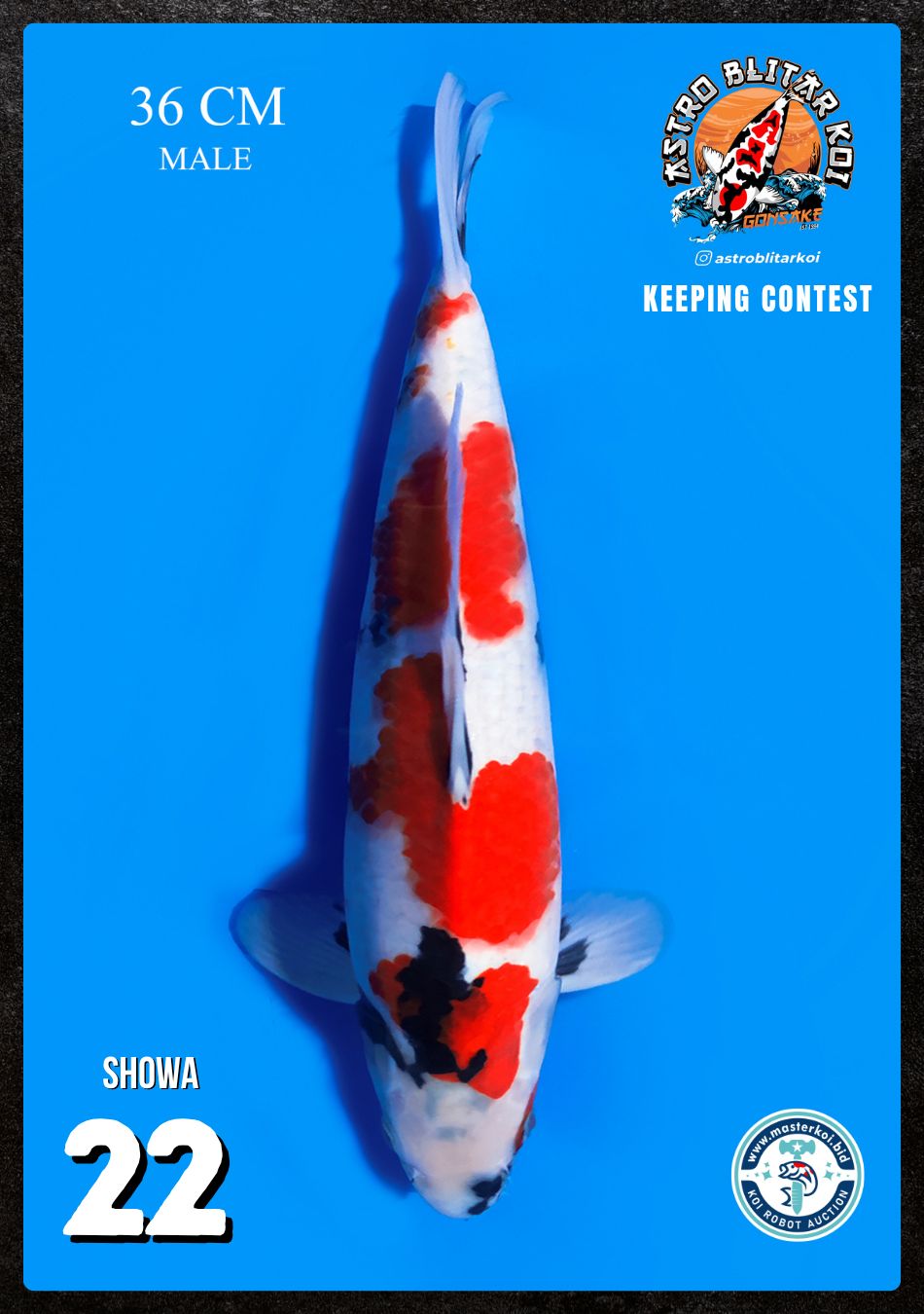 Lelang Koi Online, Jual Beli Ikan Koi, Pusat Jual Beli Koi, Info Lelang Koi Hari Ini, Platform Jual Beli Koi, Jual Beli Ikan Koi Online, Marketplace Ikan Koi, Jual Koi Terbaik, Tempat Beli Koi Berkualitas, Pasar Ikan Koi Online Terpercaya, Penjual Ikan Koi Terpercaya, Beli Koi Hias Online, Ikan Koi untuk Dijual, Koi Kualitas Terbaik, Toko Online Ikan Koi, Koi Hias Untuk Dijual, Jual Beli Ikan Koi Lokal, Koi Indonesia Online, Pusat Jual Beli Koi Terbesar