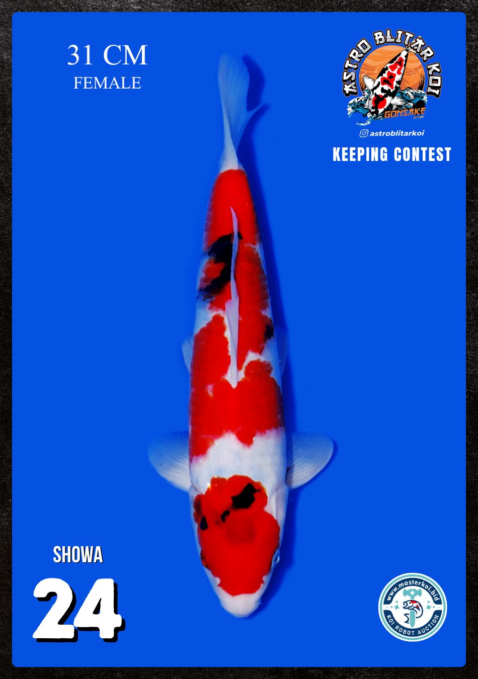 Lelang Koi Online, Jual Beli Ikan Koi, Pusat Jual Beli Koi, Info Lelang Koi Hari Ini, Platform Jual Beli Koi, Jual Beli Ikan Koi Online, Marketplace Ikan Koi, Jual Koi Terbaik, Tempat Beli Koi Berkualitas, Pasar Ikan Koi Online Terpercaya, Penjual Ikan Koi Terpercaya, Beli Koi Hias Online, Ikan Koi untuk Dijual, Koi Kualitas Terbaik, Toko Online Ikan Koi, Koi Hias Untuk Dijual, Jual Beli Ikan Koi Lokal, Koi Indonesia Online, Pusat Jual Beli Koi Terbesar