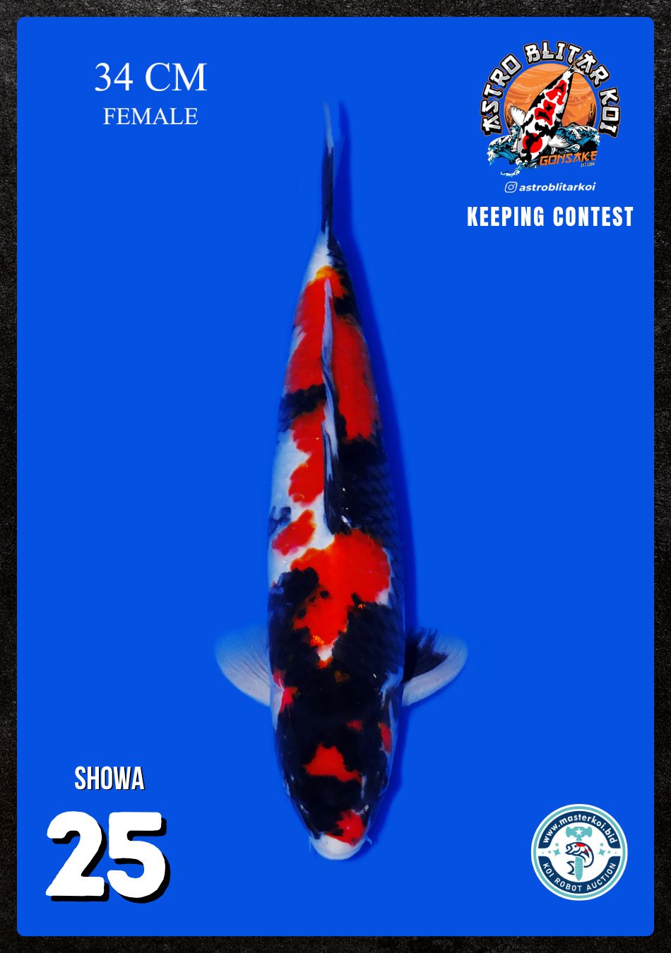 Lelang Koi Online, Jual Beli Ikan Koi, Pusat Jual Beli Koi, Info Lelang Koi Hari Ini, Platform Jual Beli Koi, Jual Beli Ikan Koi Online, Marketplace Ikan Koi, Jual Koi Terbaik, Tempat Beli Koi Berkualitas, Pasar Ikan Koi Online Terpercaya, Penjual Ikan Koi Terpercaya, Beli Koi Hias Online, Ikan Koi untuk Dijual, Koi Kualitas Terbaik, Toko Online Ikan Koi, Koi Hias Untuk Dijual, Jual Beli Ikan Koi Lokal, Koi Indonesia Online, Pusat Jual Beli Koi Terbesar