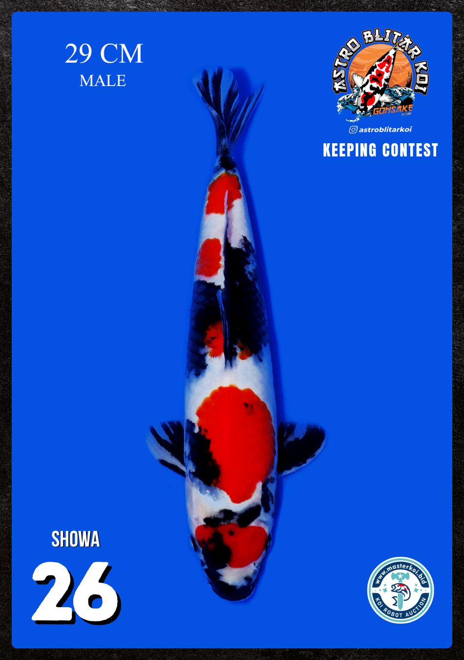 Lelang Koi Online, Jual Beli Ikan Koi, Pusat Jual Beli Koi, Info Lelang Koi Hari Ini, Platform Jual Beli Koi, Jual Beli Ikan Koi Online, Marketplace Ikan Koi, Jual Koi Terbaik, Tempat Beli Koi Berkualitas, Pasar Ikan Koi Online Terpercaya, Penjual Ikan Koi Terpercaya, Beli Koi Hias Online, Ikan Koi untuk Dijual, Koi Kualitas Terbaik, Toko Online Ikan Koi, Koi Hias Untuk Dijual, Jual Beli Ikan Koi Lokal, Koi Indonesia Online, Pusat Jual Beli Koi Terbesar