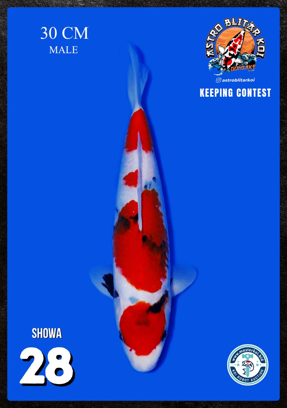 Lelang Koi Online, Jual Beli Ikan Koi, Pusat Jual Beli Koi, Info Lelang Koi Hari Ini, Platform Jual Beli Koi, Jual Beli Ikan Koi Online, Marketplace Ikan Koi, Jual Koi Terbaik, Tempat Beli Koi Berkualitas, Pasar Ikan Koi Online Terpercaya, Penjual Ikan Koi Terpercaya, Beli Koi Hias Online, Ikan Koi untuk Dijual, Koi Kualitas Terbaik, Toko Online Ikan Koi, Koi Hias Untuk Dijual, Jual Beli Ikan Koi Lokal, Koi Indonesia Online, Pusat Jual Beli Koi Terbesar