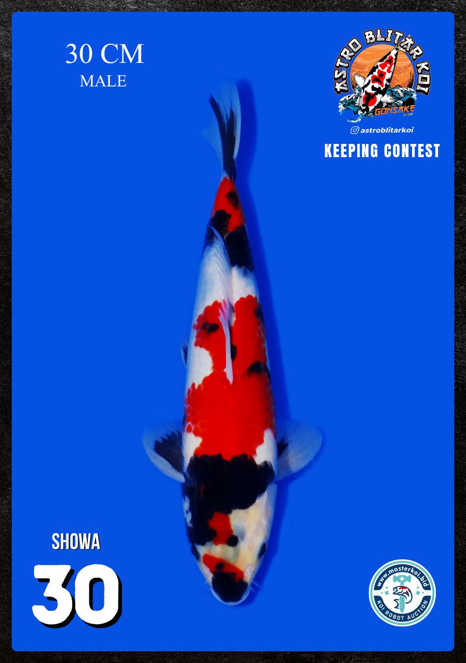 Lelang Koi Online, Jual Beli Ikan Koi, Pusat Jual Beli Koi, Info Lelang Koi Hari Ini, Platform Jual Beli Koi, Jual Beli Ikan Koi Online, Marketplace Ikan Koi, Jual Koi Terbaik, Tempat Beli Koi Berkualitas, Pasar Ikan Koi Online Terpercaya, Penjual Ikan Koi Terpercaya, Beli Koi Hias Online, Ikan Koi untuk Dijual, Koi Kualitas Terbaik, Toko Online Ikan Koi, Koi Hias Untuk Dijual, Jual Beli Ikan Koi Lokal, Koi Indonesia Online, Pusat Jual Beli Koi Terbesar