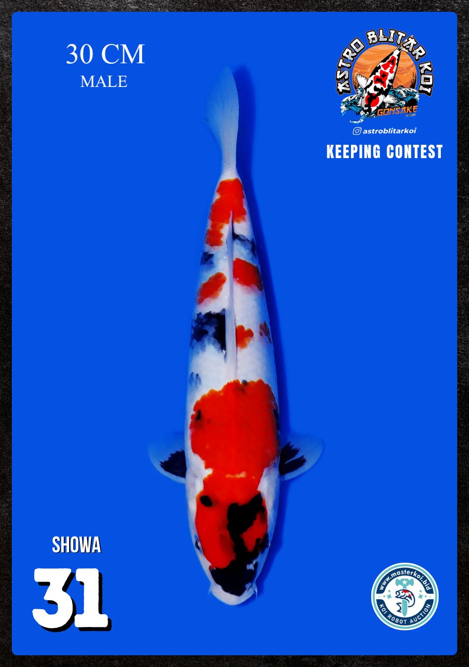 Lelang Koi Online, Jual Beli Ikan Koi, Pusat Jual Beli Koi, Info Lelang Koi Hari Ini, Platform Jual Beli Koi, Jual Beli Ikan Koi Online, Marketplace Ikan Koi, Jual Koi Terbaik, Tempat Beli Koi Berkualitas, Pasar Ikan Koi Online Terpercaya, Penjual Ikan Koi Terpercaya, Beli Koi Hias Online, Ikan Koi untuk Dijual, Koi Kualitas Terbaik, Toko Online Ikan Koi, Koi Hias Untuk Dijual, Jual Beli Ikan Koi Lokal, Koi Indonesia Online, Pusat Jual Beli Koi Terbesar